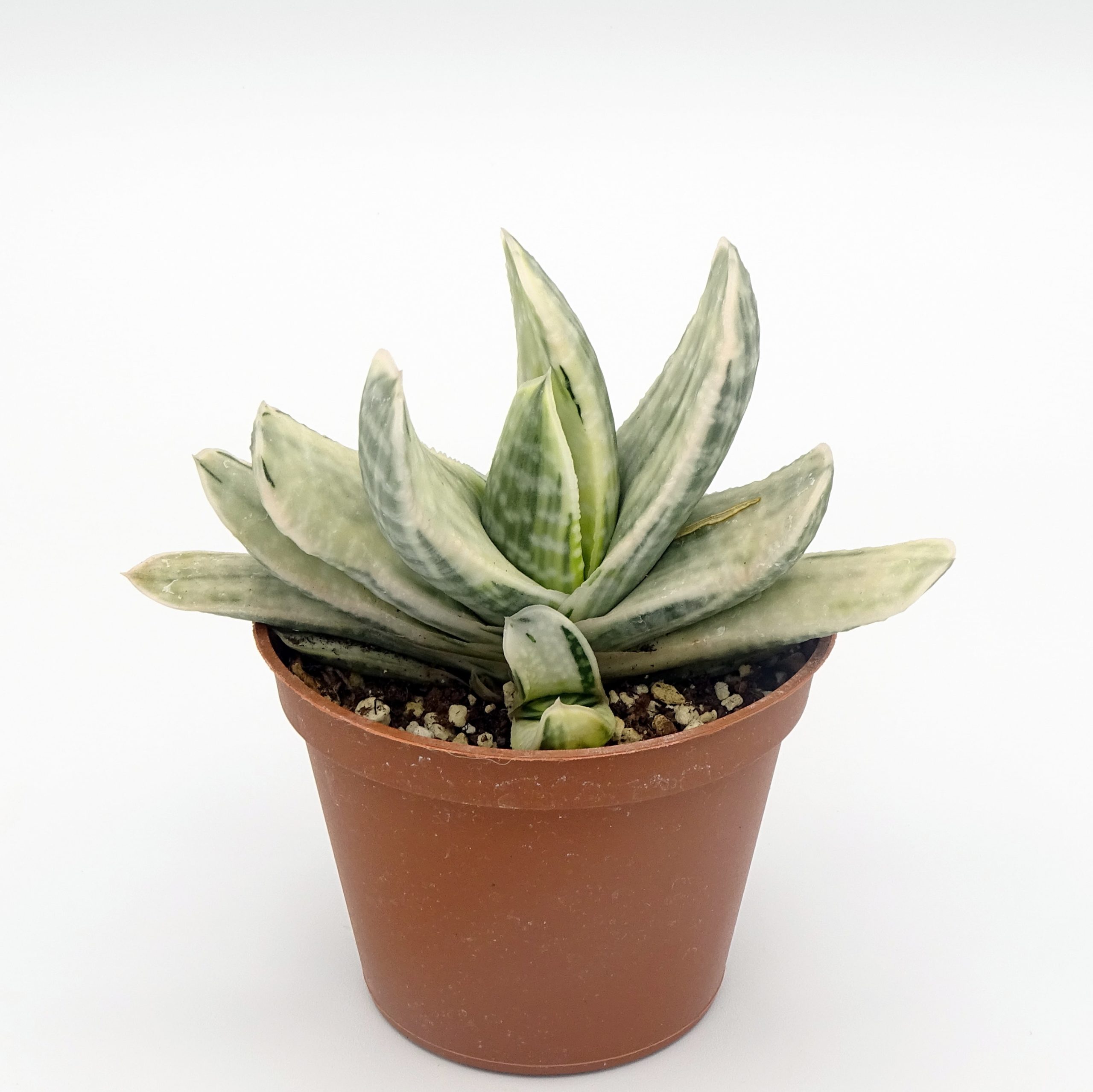 Gasteria 'Fuji-Yuki' – Image 2