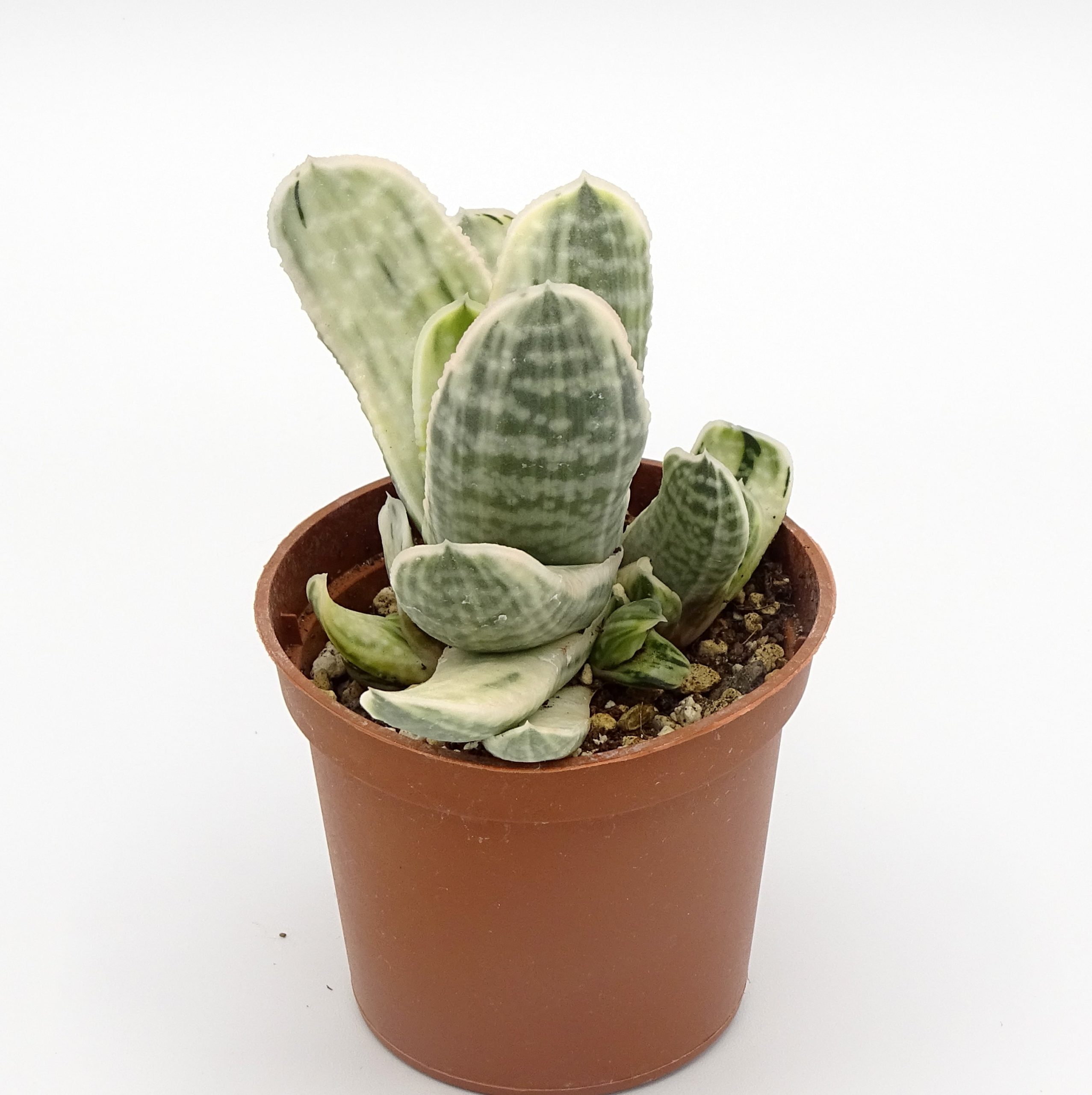 Gasteria 'Fuji-Yuki' – Image 4