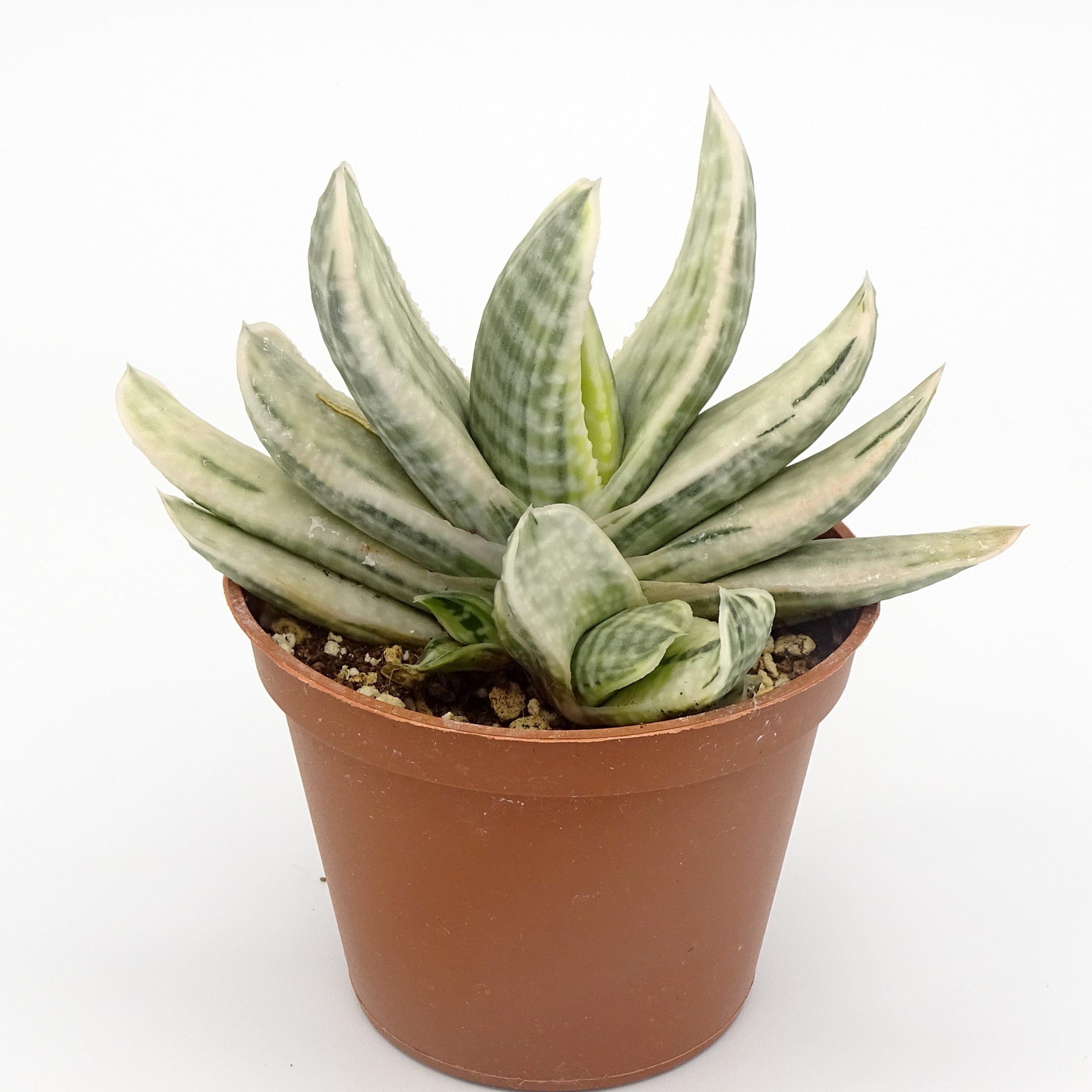 Gasteria 'Fuji-Yuki'