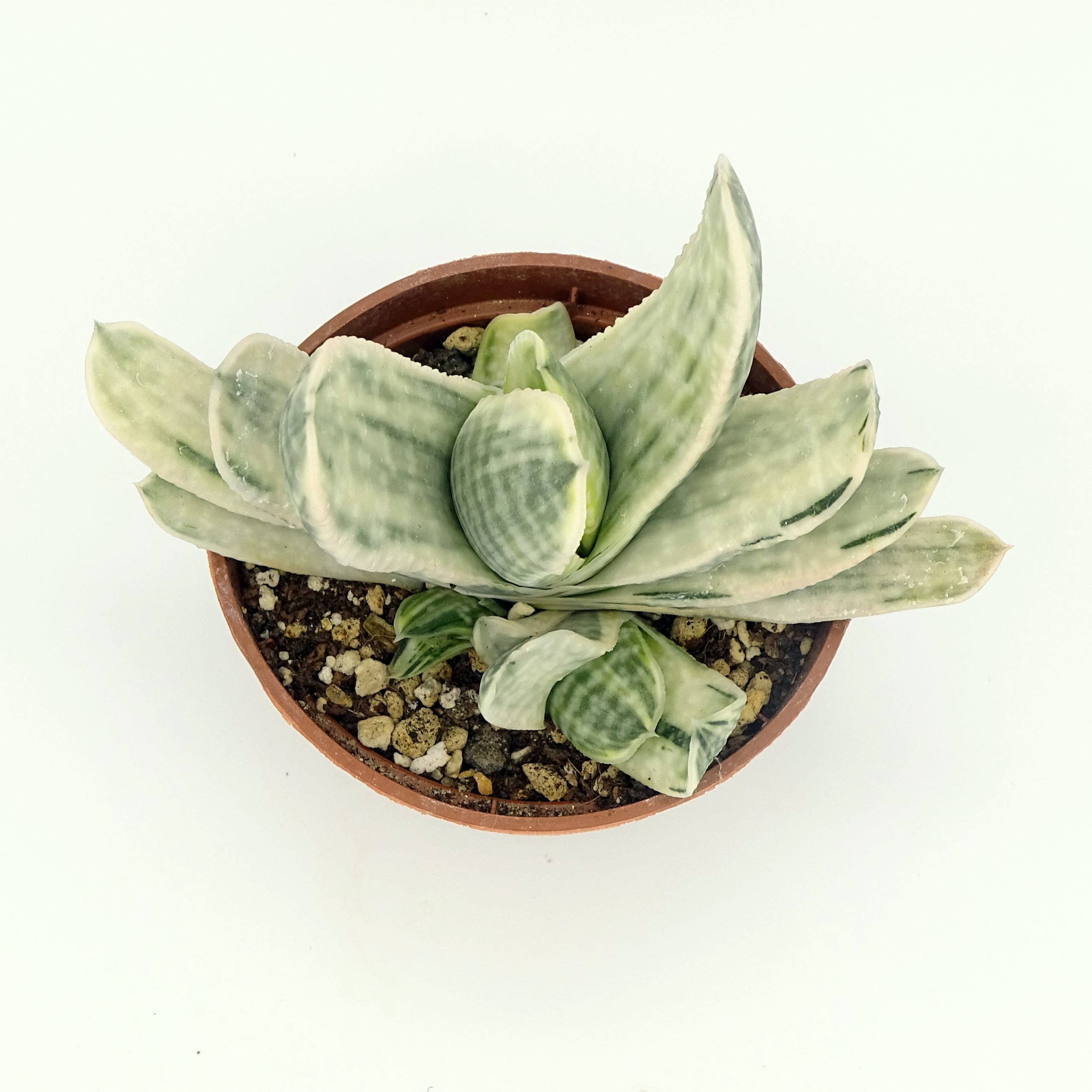 Gasteria 'Fuji-Yuki' – Image 3