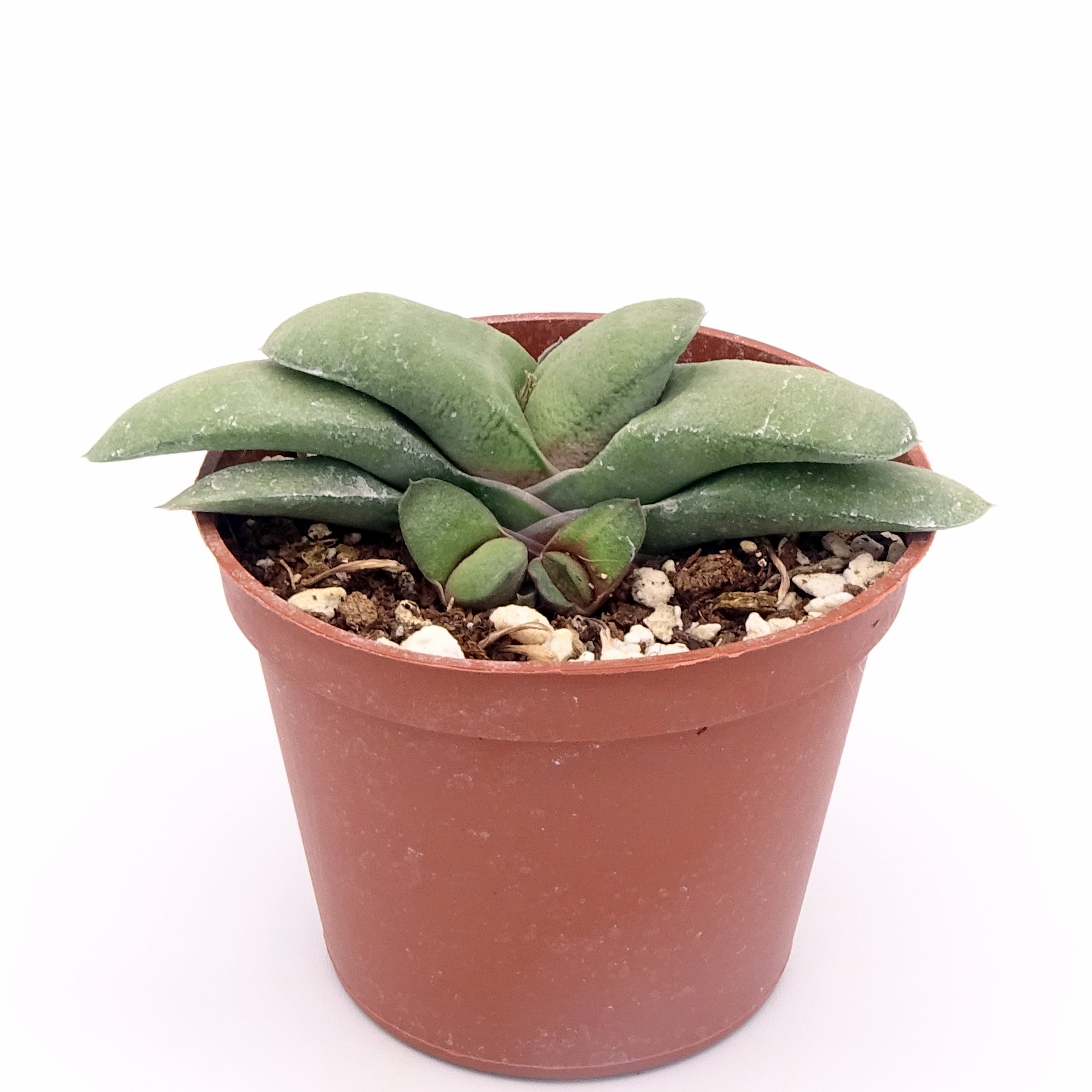 Gasteria glomerata