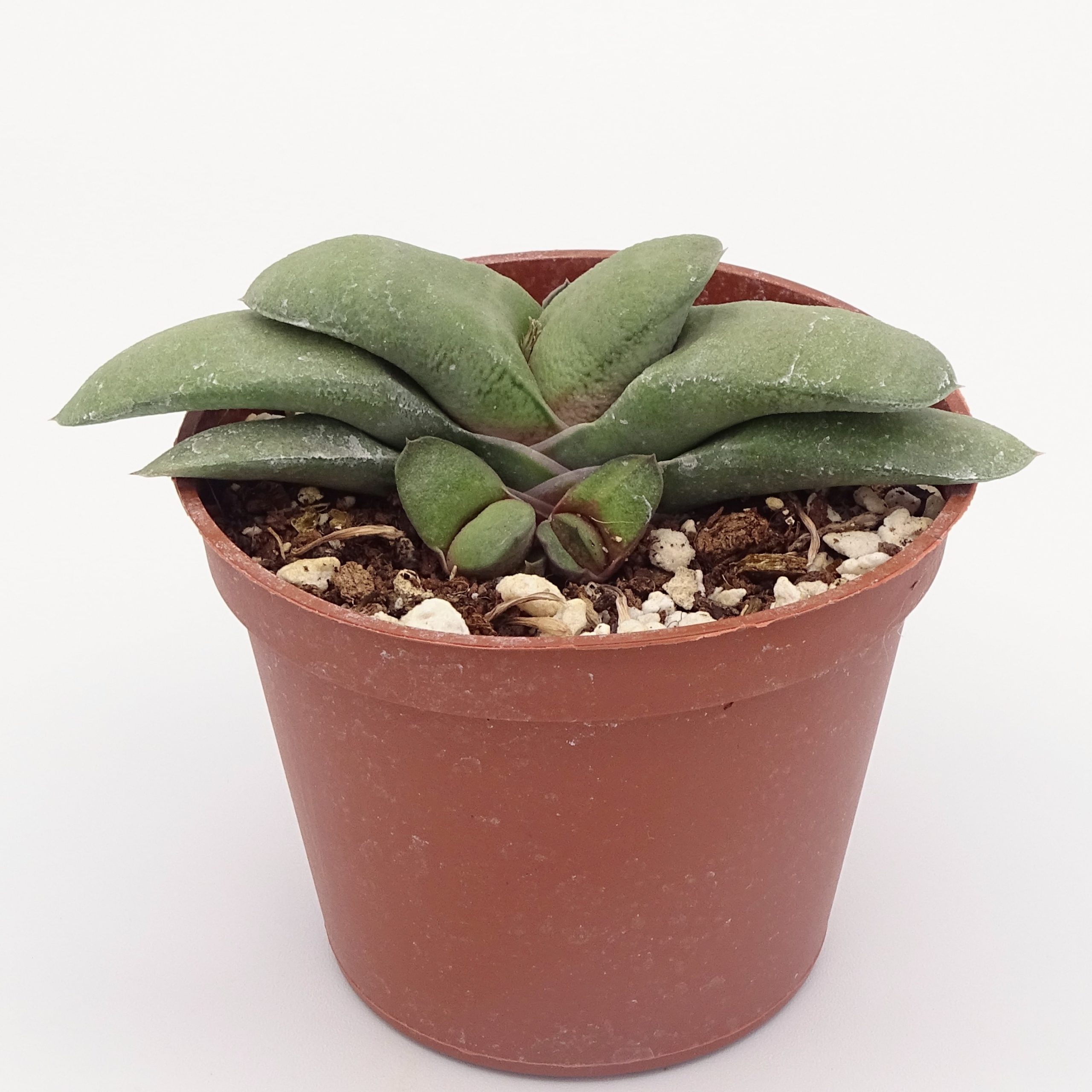 Gasteria glomerata – Image 2