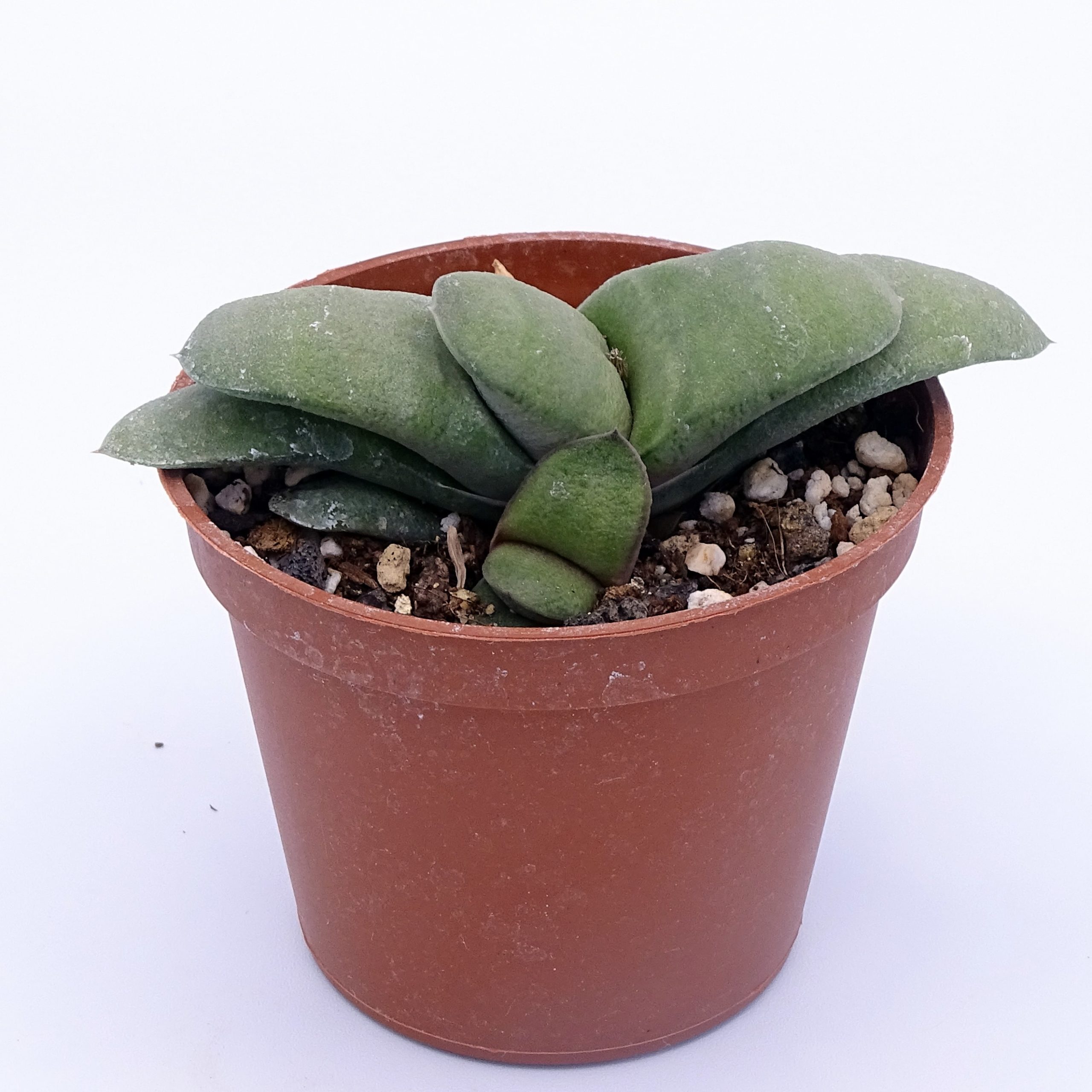 Gasteria glomerata – Image 3