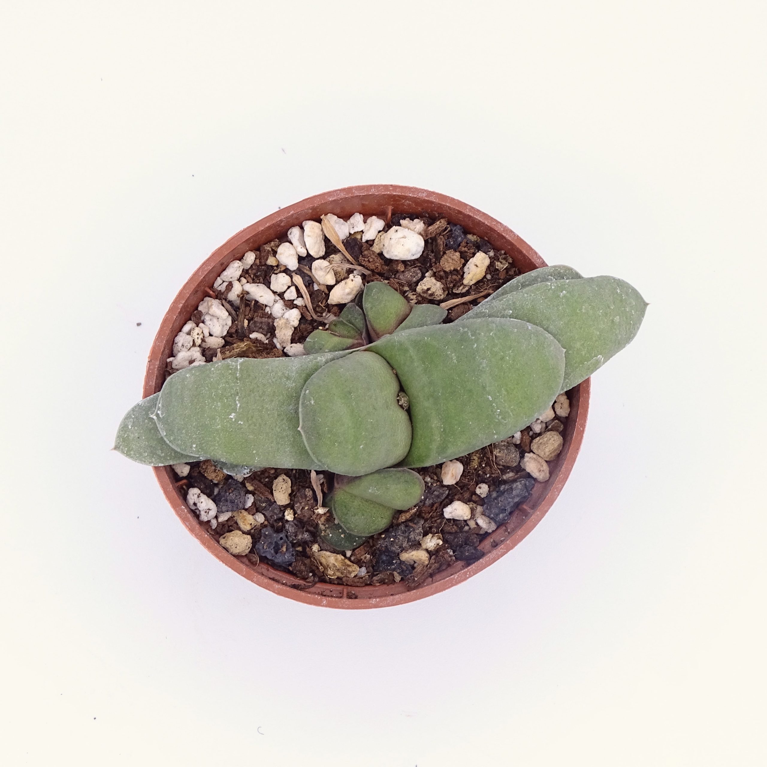 Gasteria glomerata – Image 4