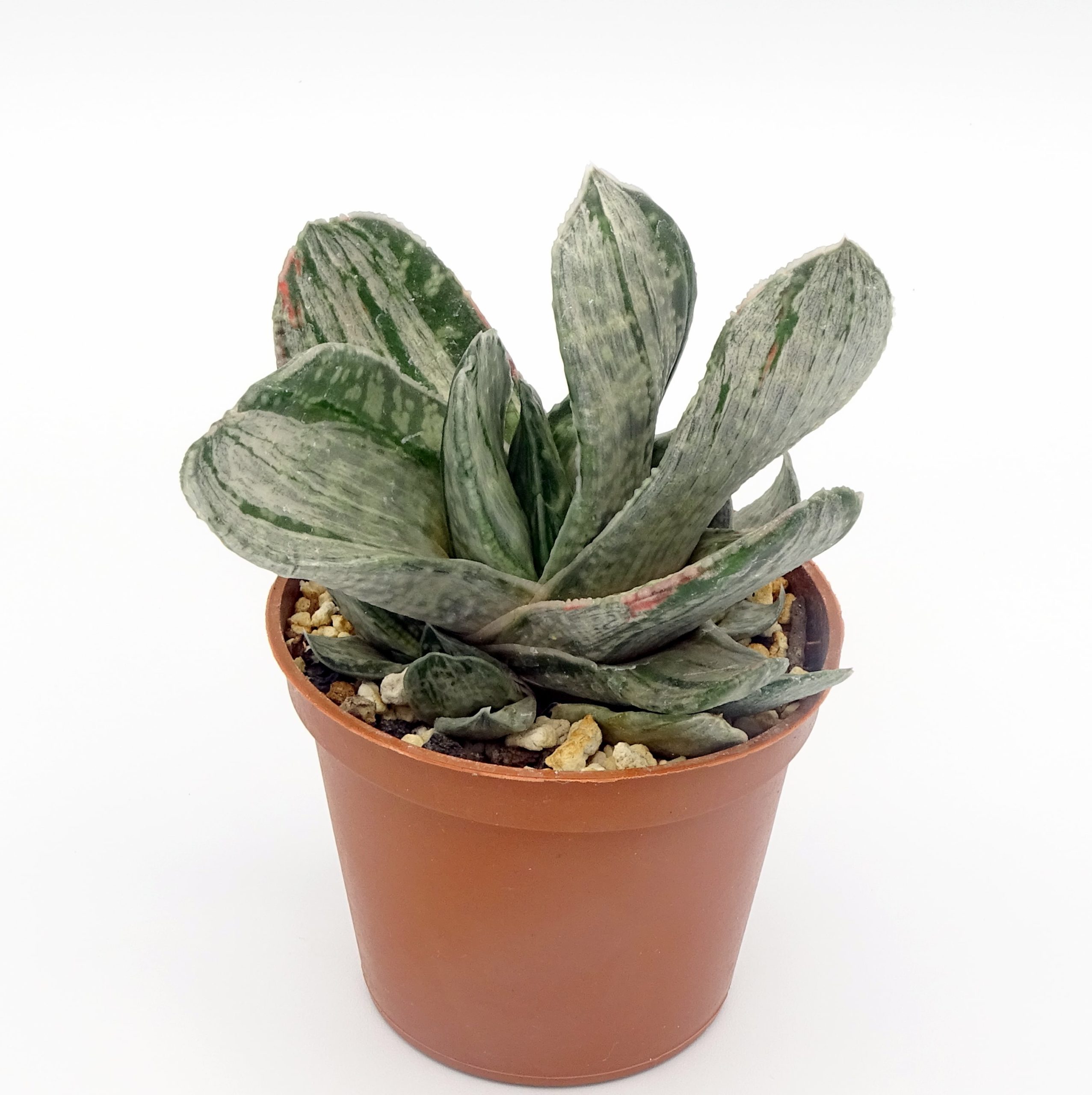 Gasteria 'Misuzu no Fuji'