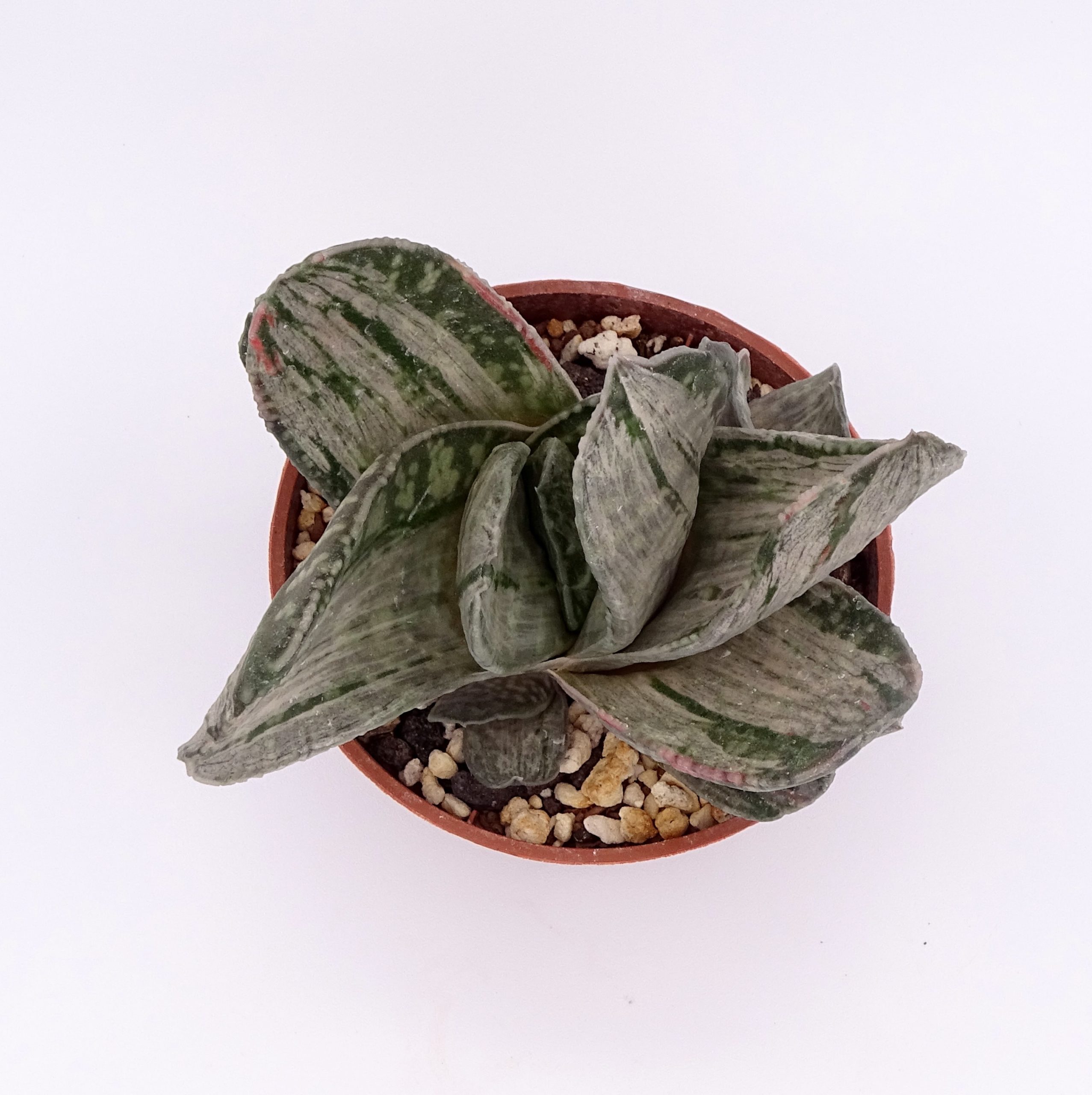 Gasteria 'Misuzu no Fuji' – Image 2