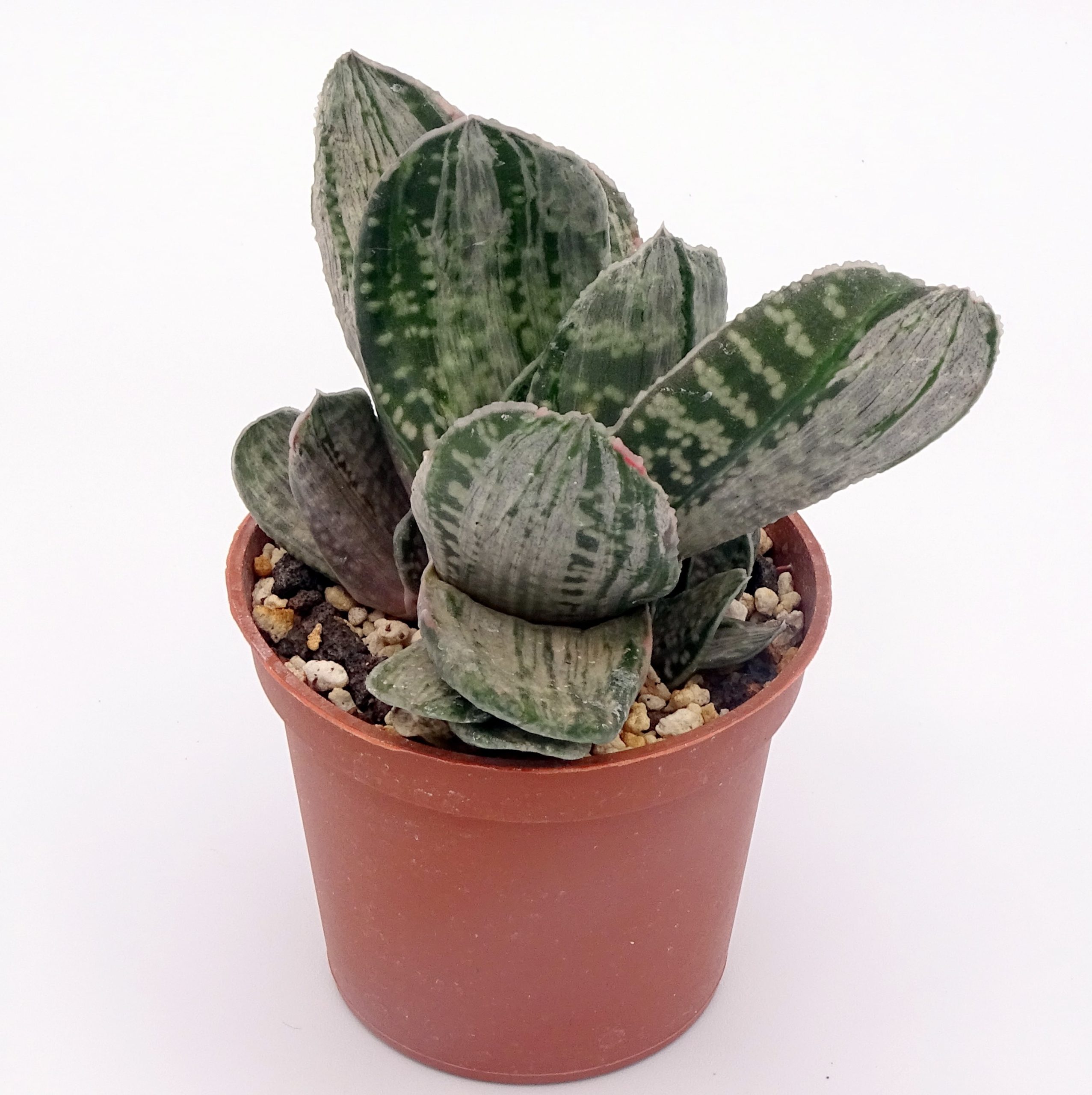 Gasteria 'Misuzu no Fuji' – Image 3