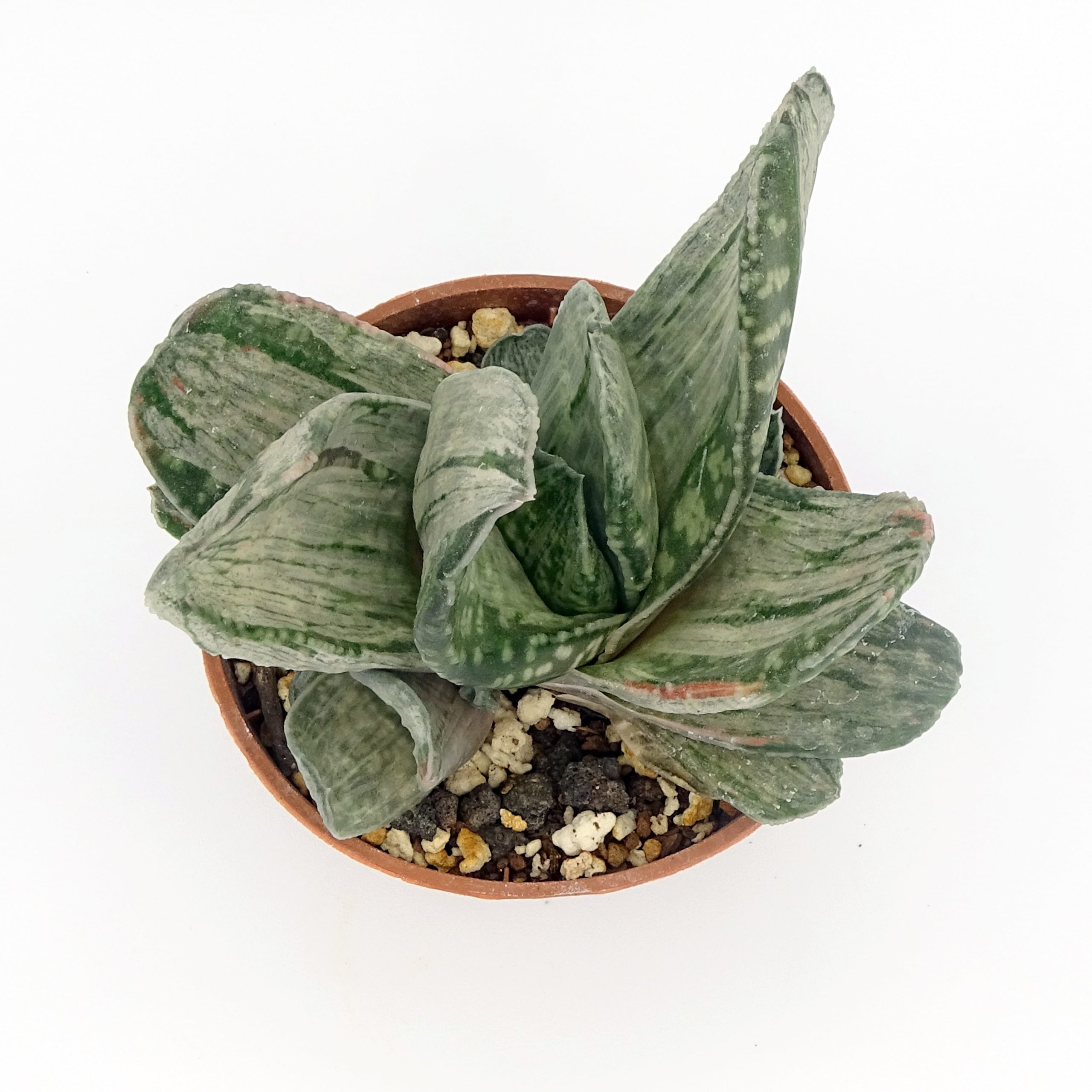Gasteria 'Misuzu no Fuji' – Image 4