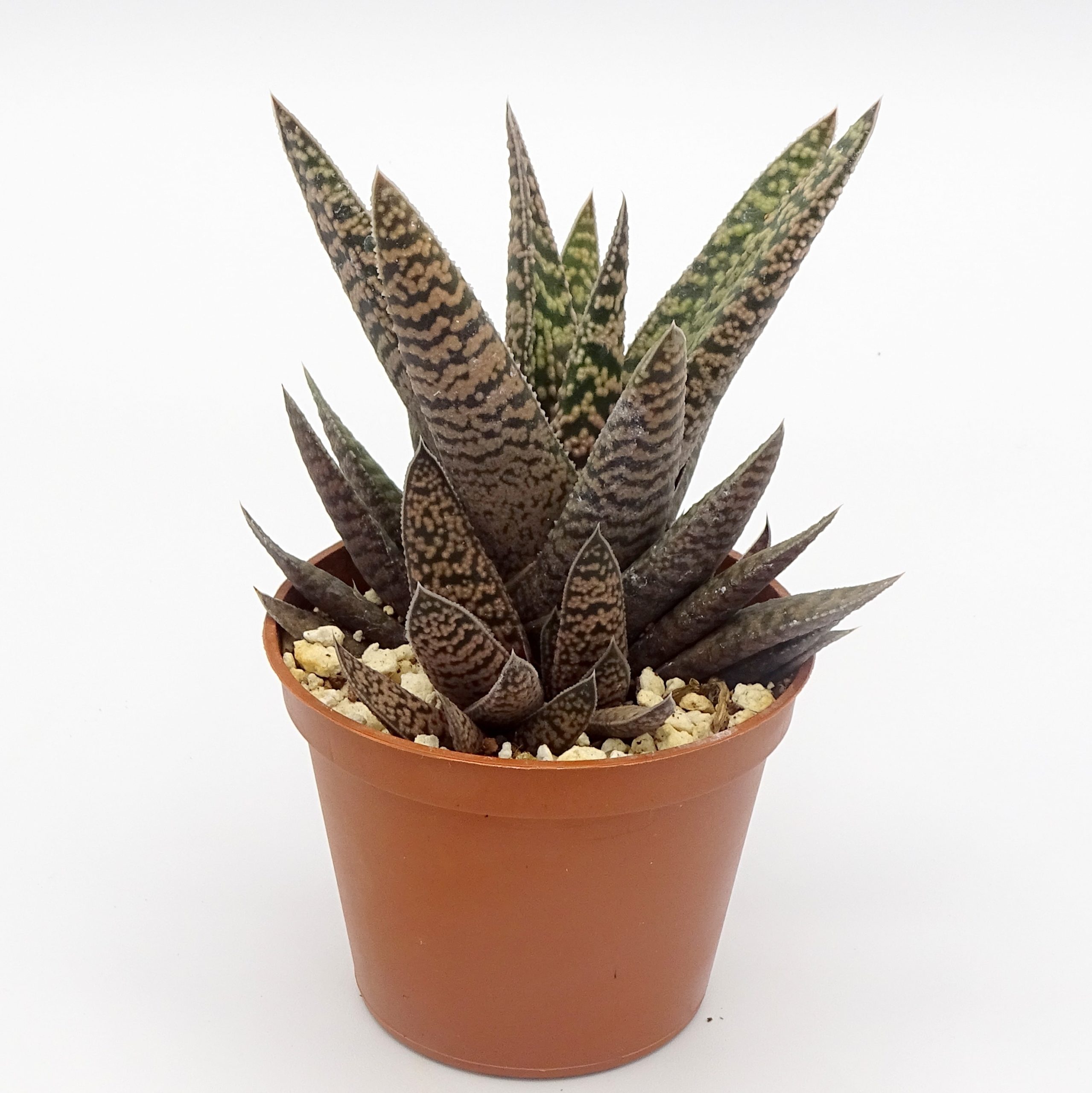 Gasteria 'Pink Splash'