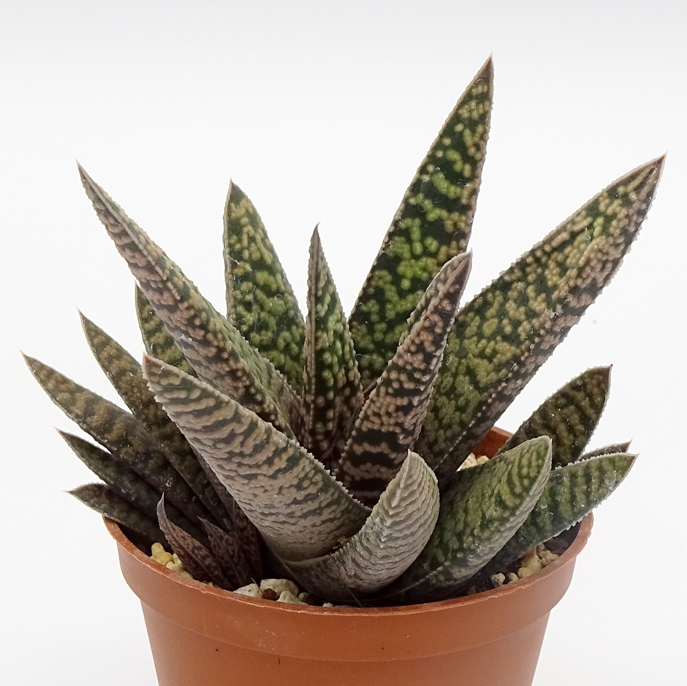 Gasteria 'Pink Splash' – Image 2