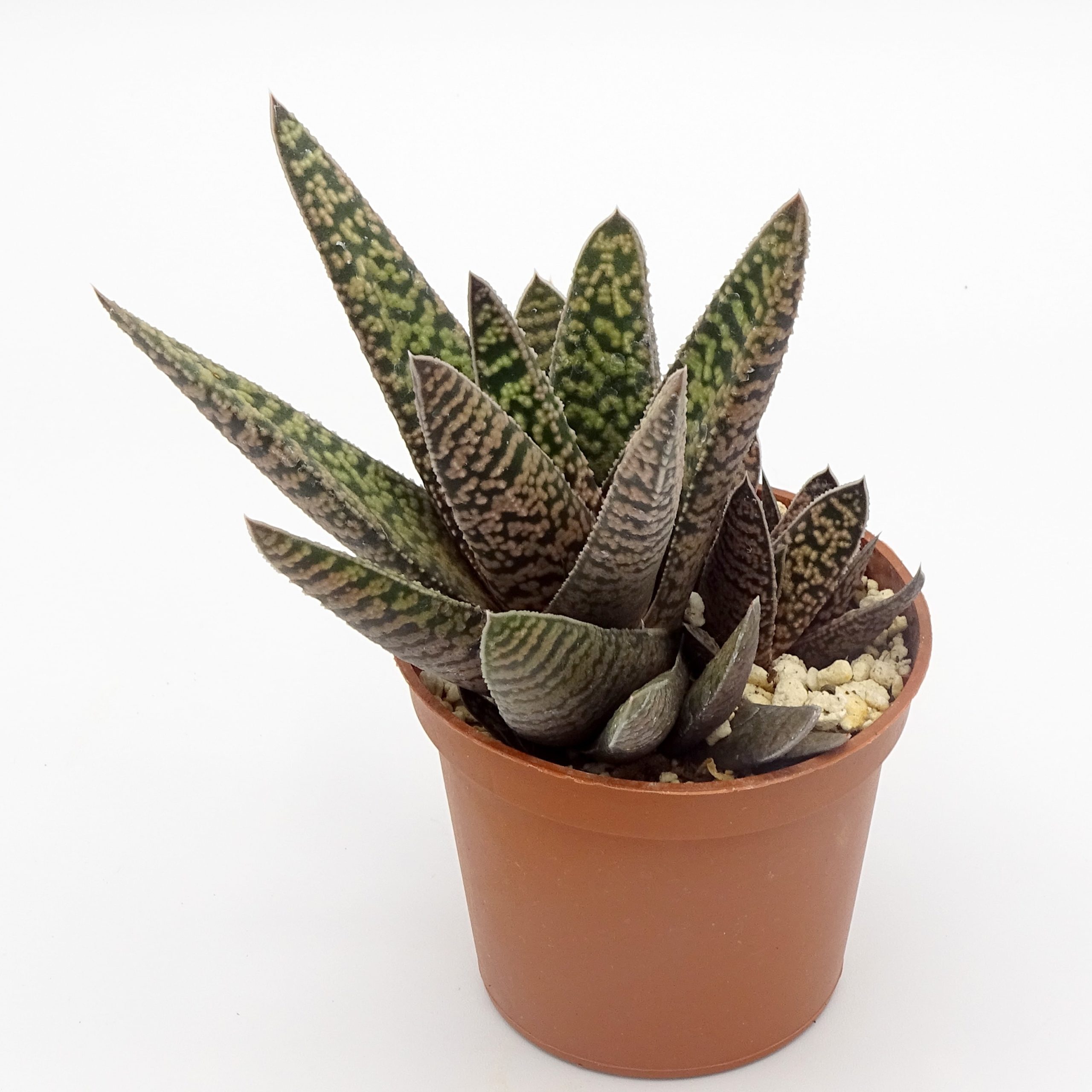 Gasteria 'Pink Splash' – Image 3