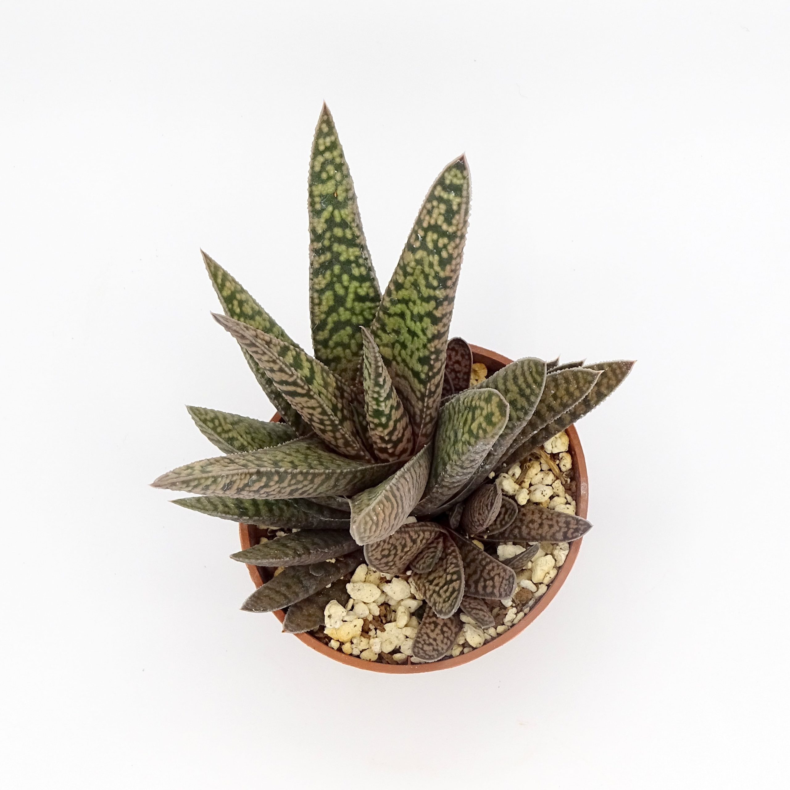 Gasteria 'Pink Splash' – Image 4