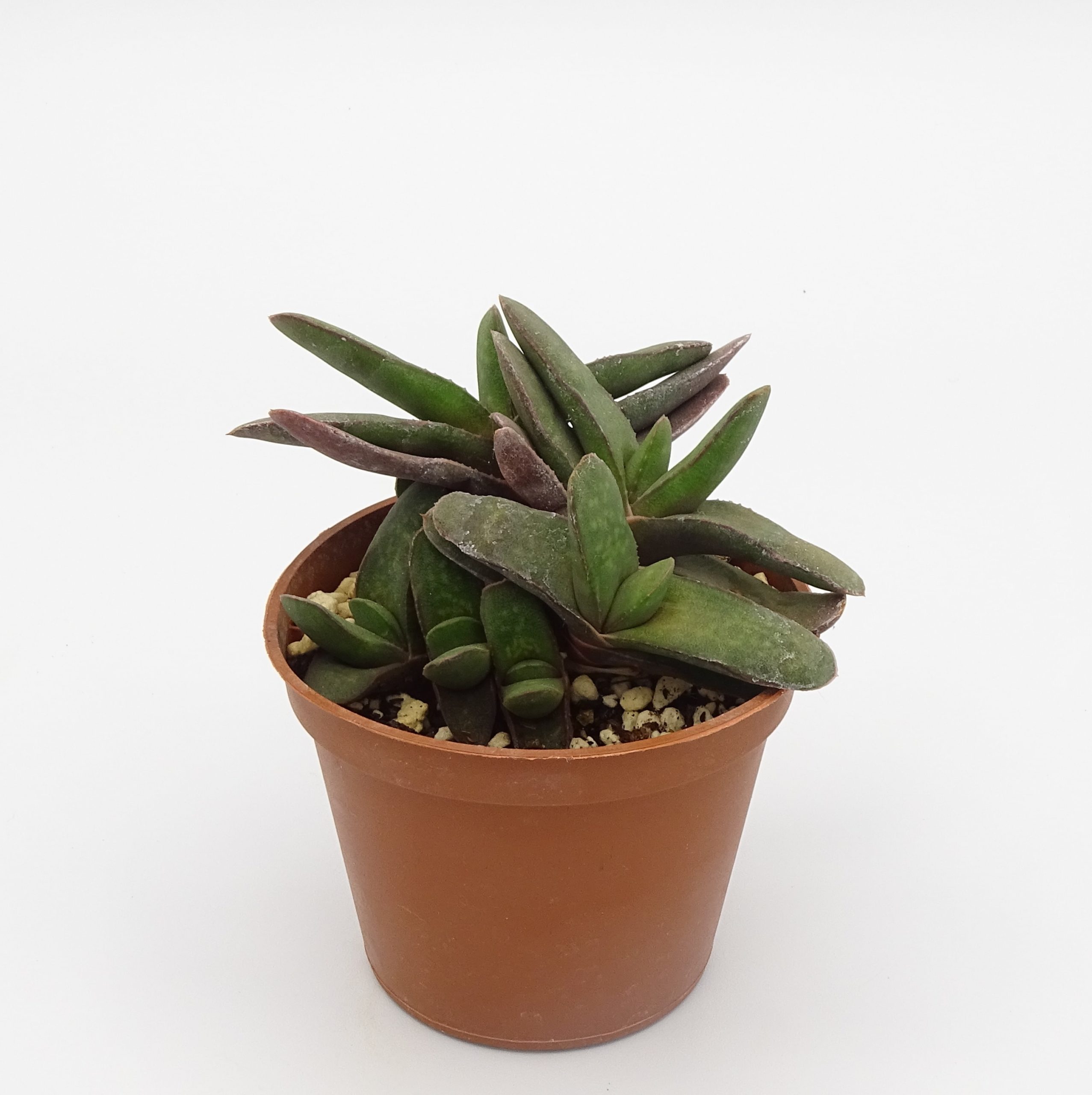 Gasteria rawlinsonii