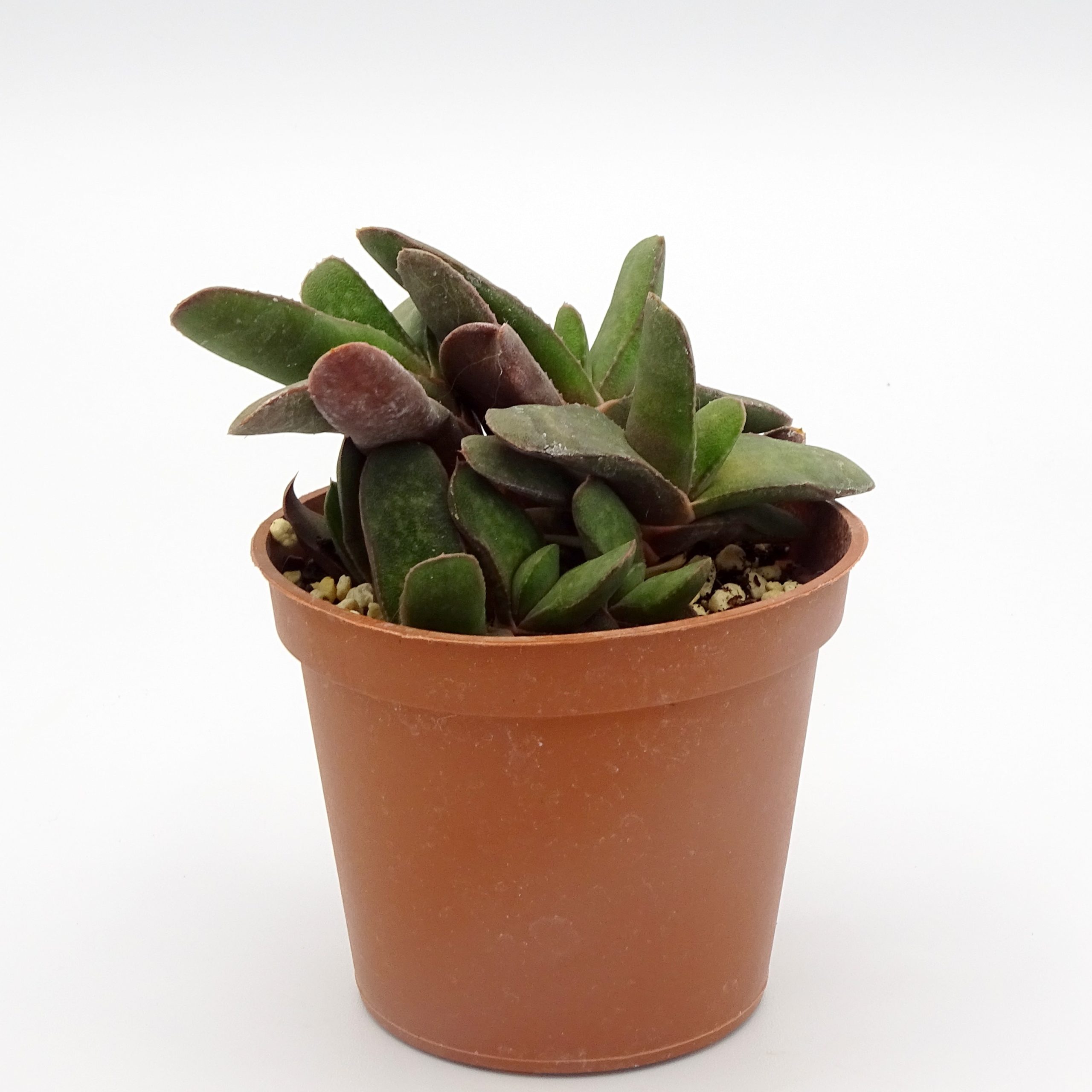 Gasteria rawlinsonii – Image 2