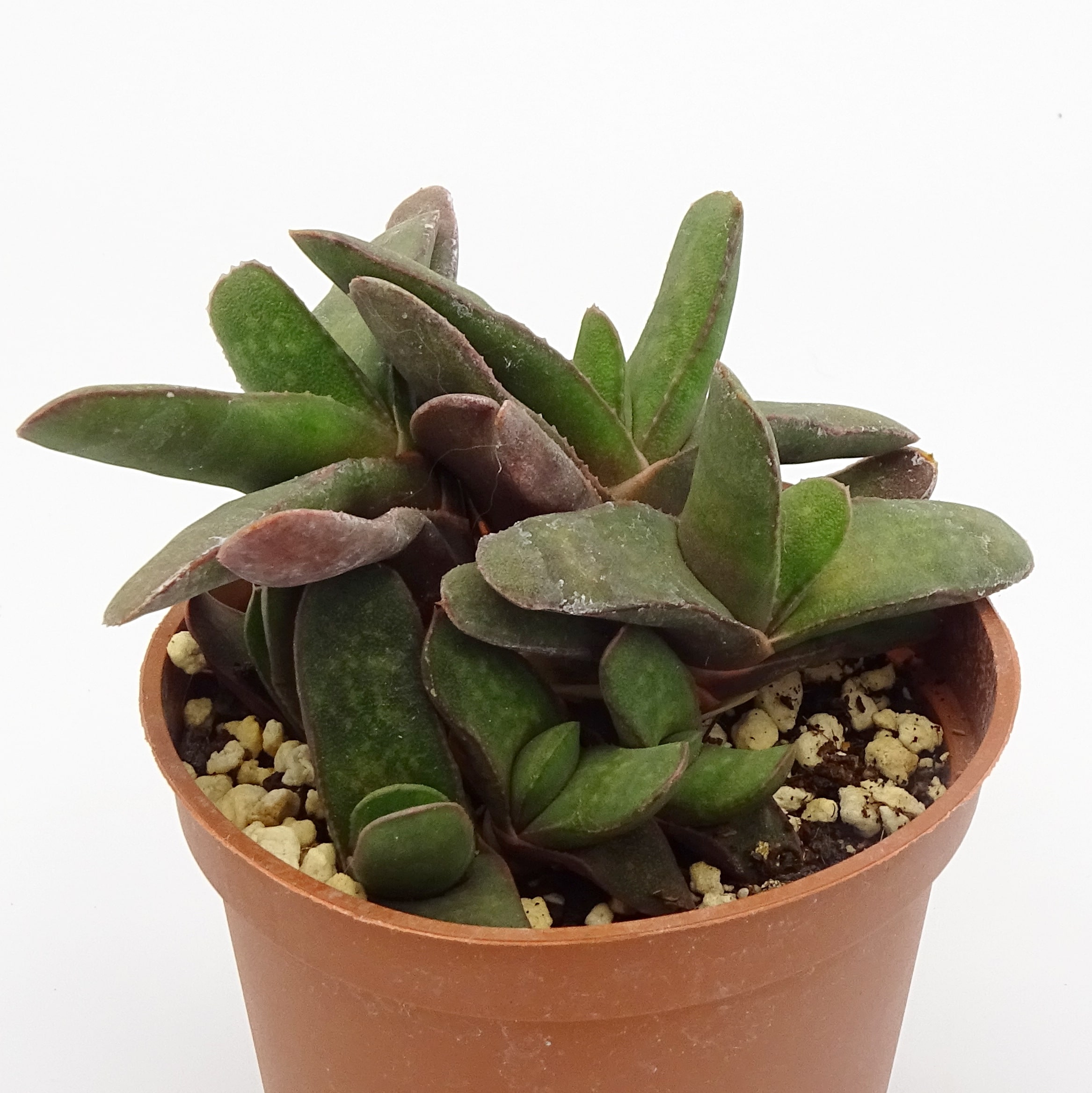 Gasteria rawlinsonii – Image 3