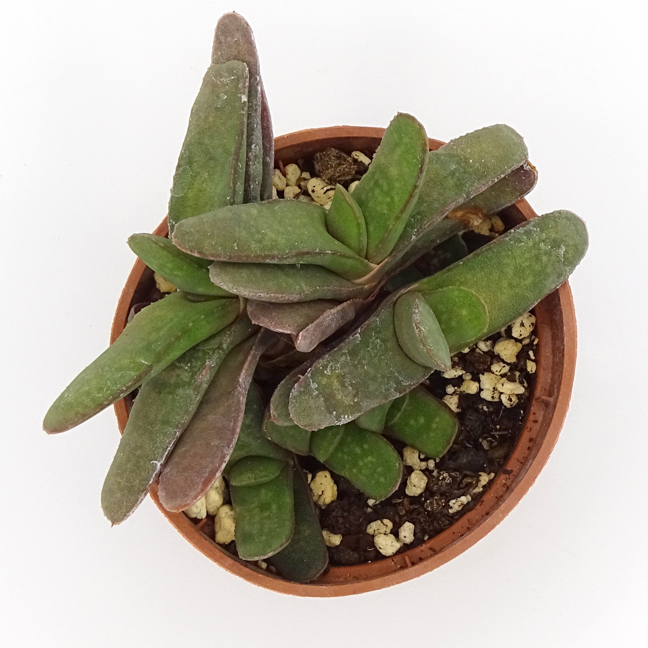 Gasteria rawlinsonii – Image 4