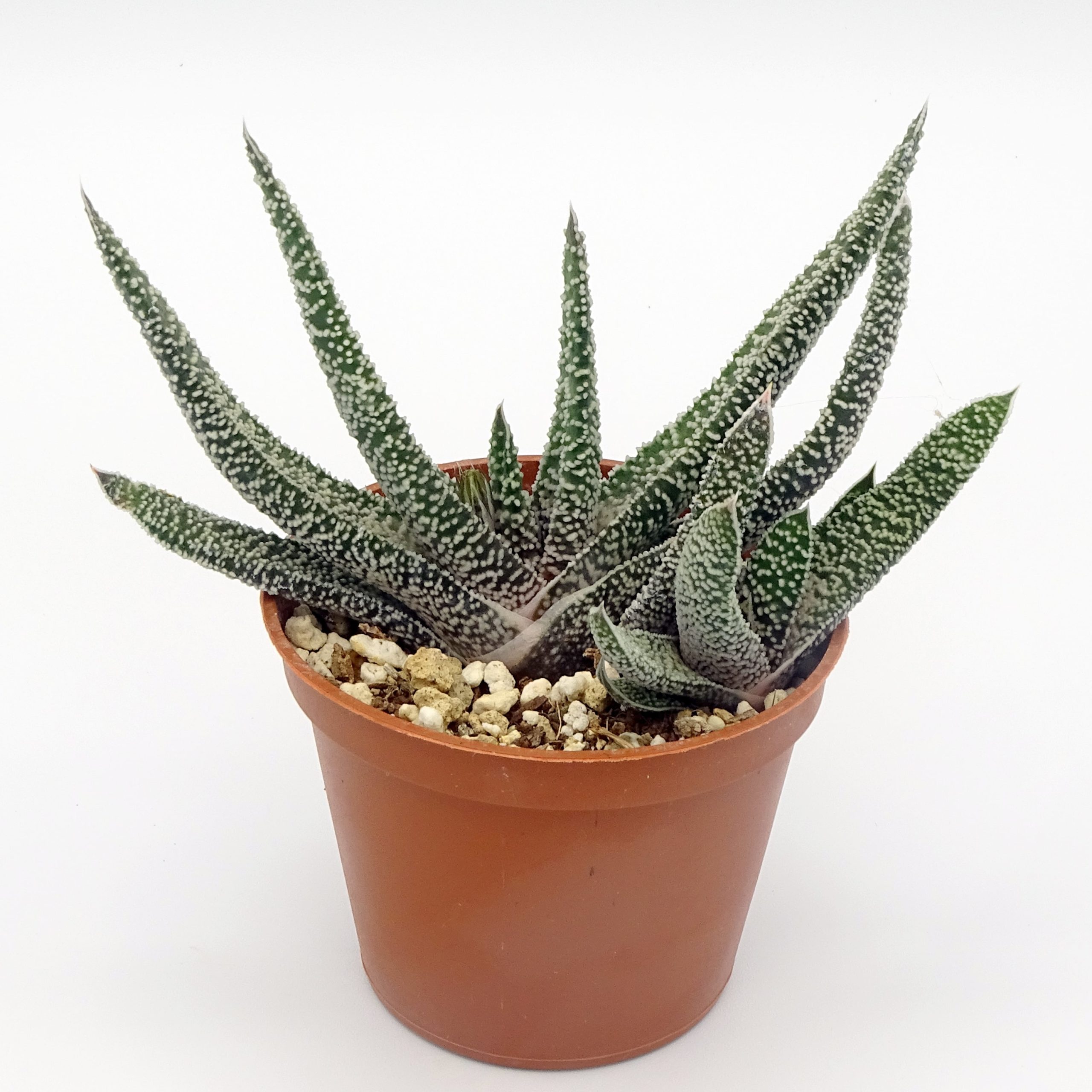 Gasteria carinata var. verrucosa