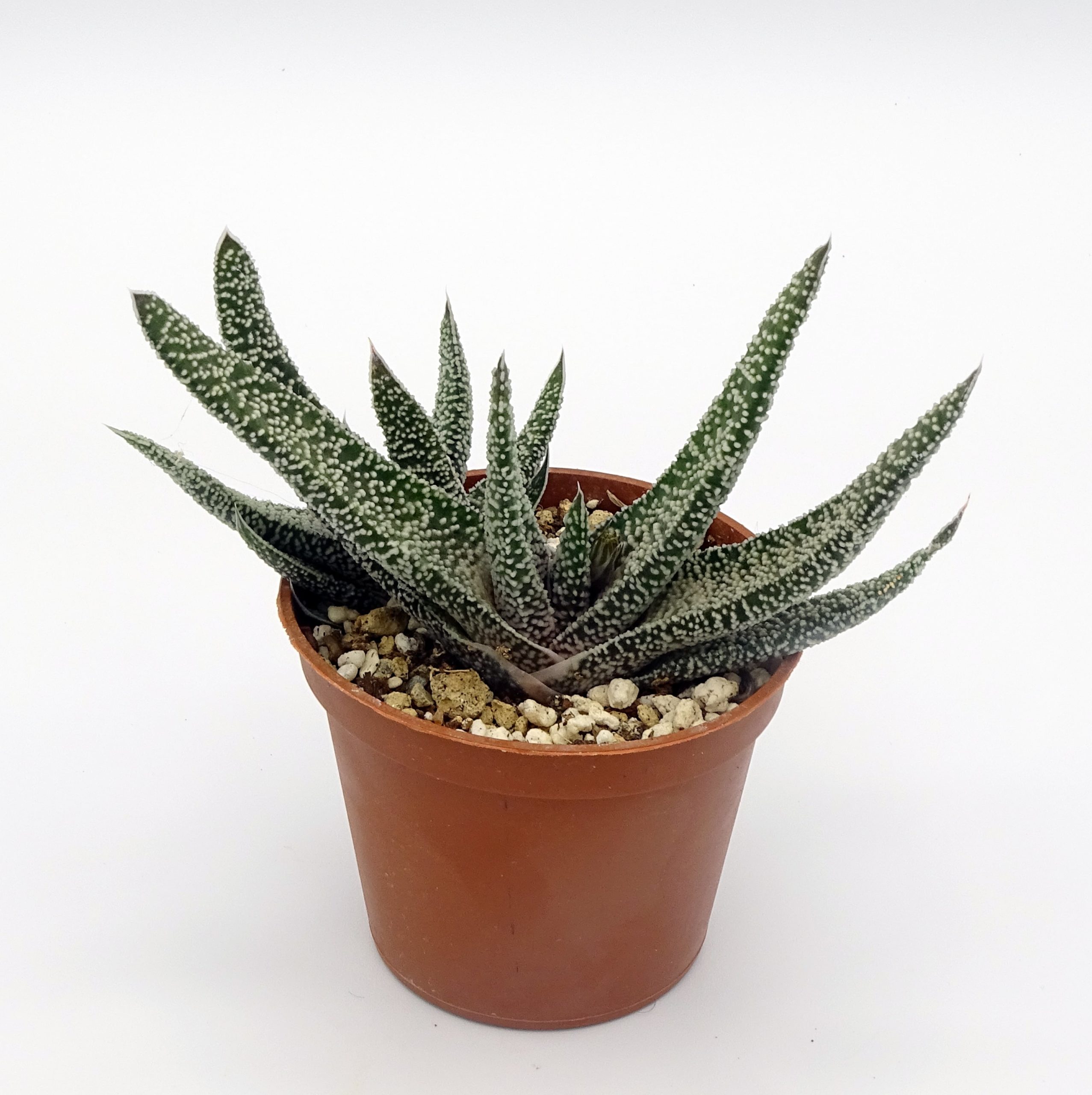 Gasteria carinata var. verrucosa – Image 2