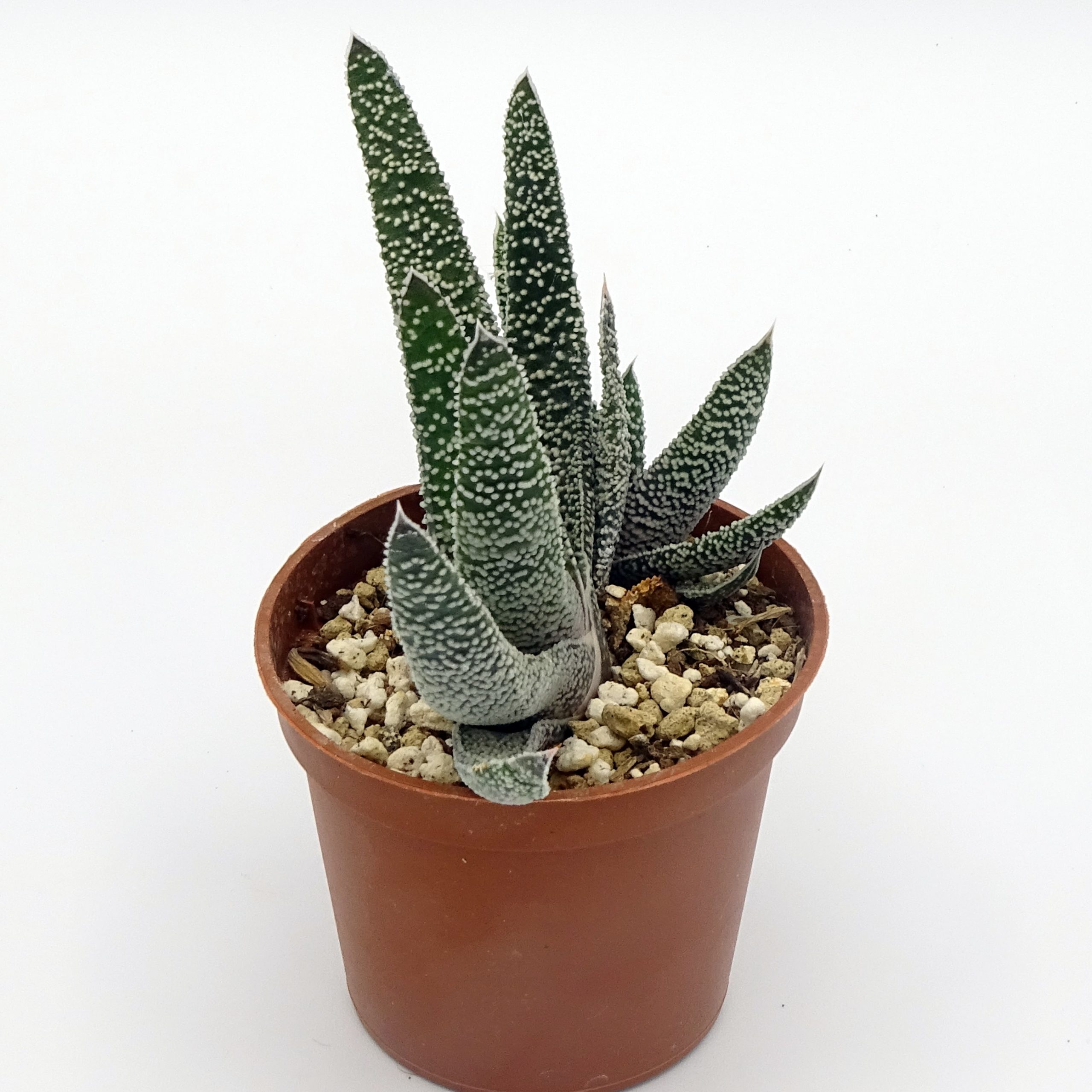 Gasteria carinata var. verrucosa – Image 3