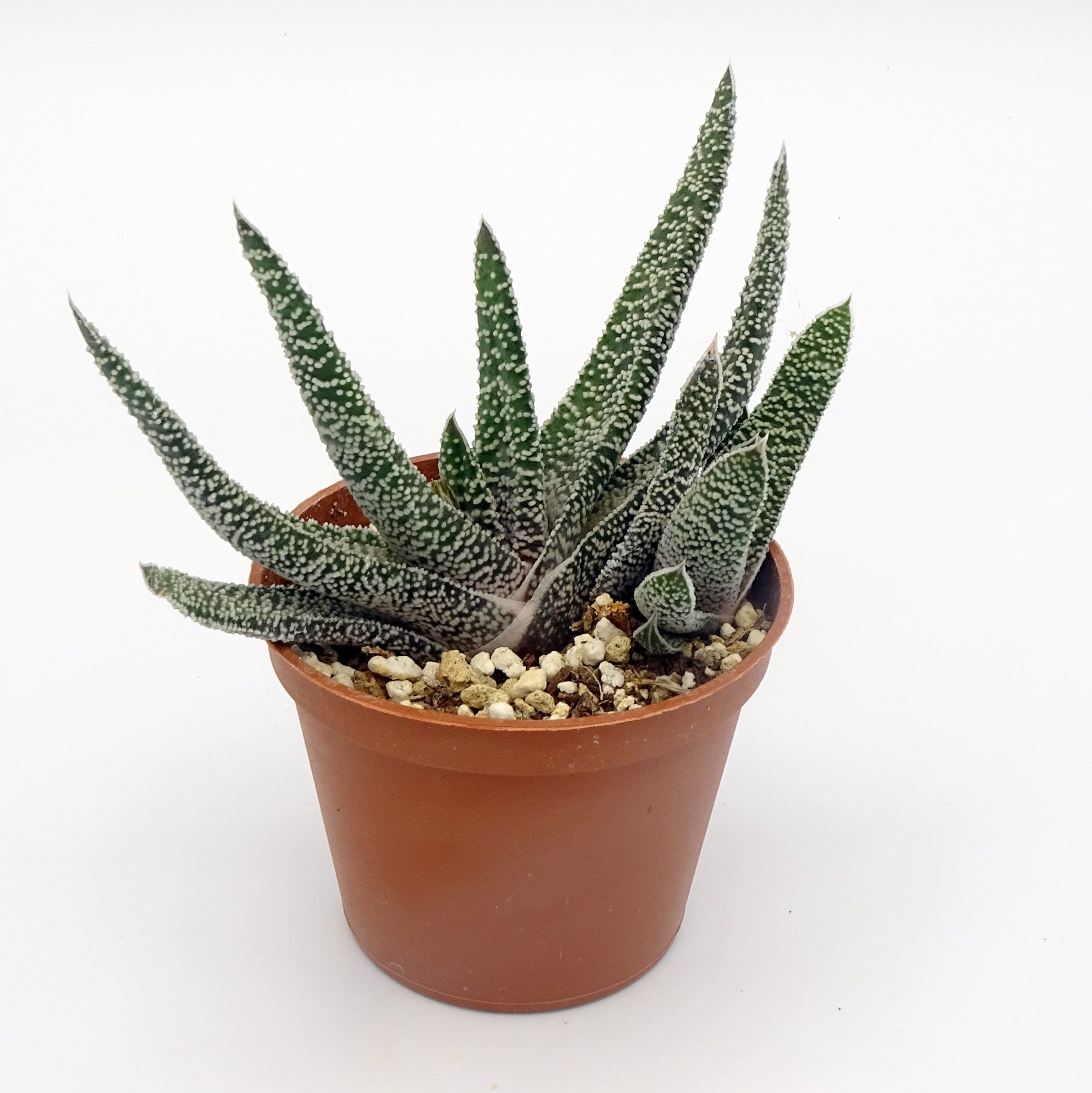 Gasteria carinata var. verrucosa – Image 4