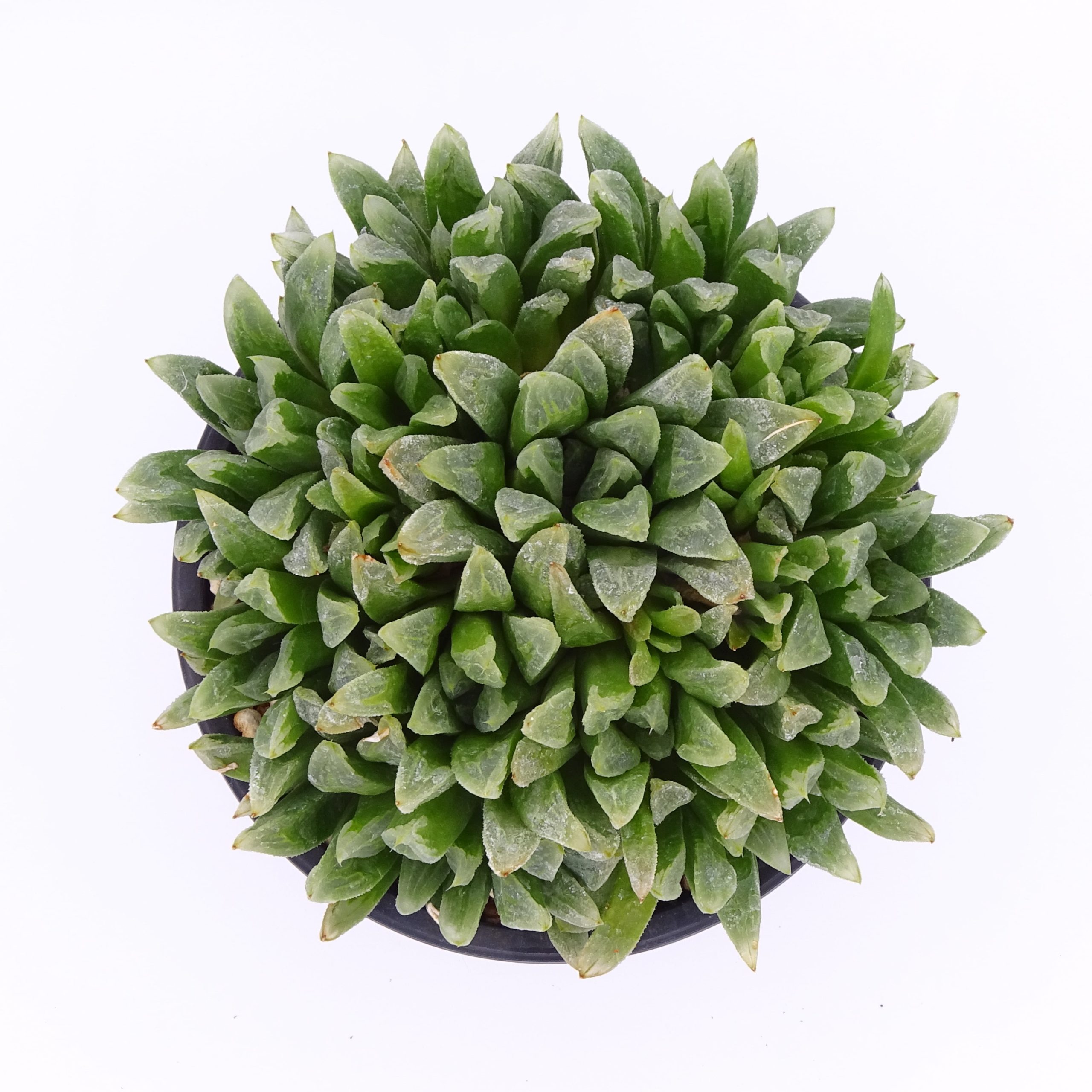 Haworthia 'Harry johnson' – Image 2