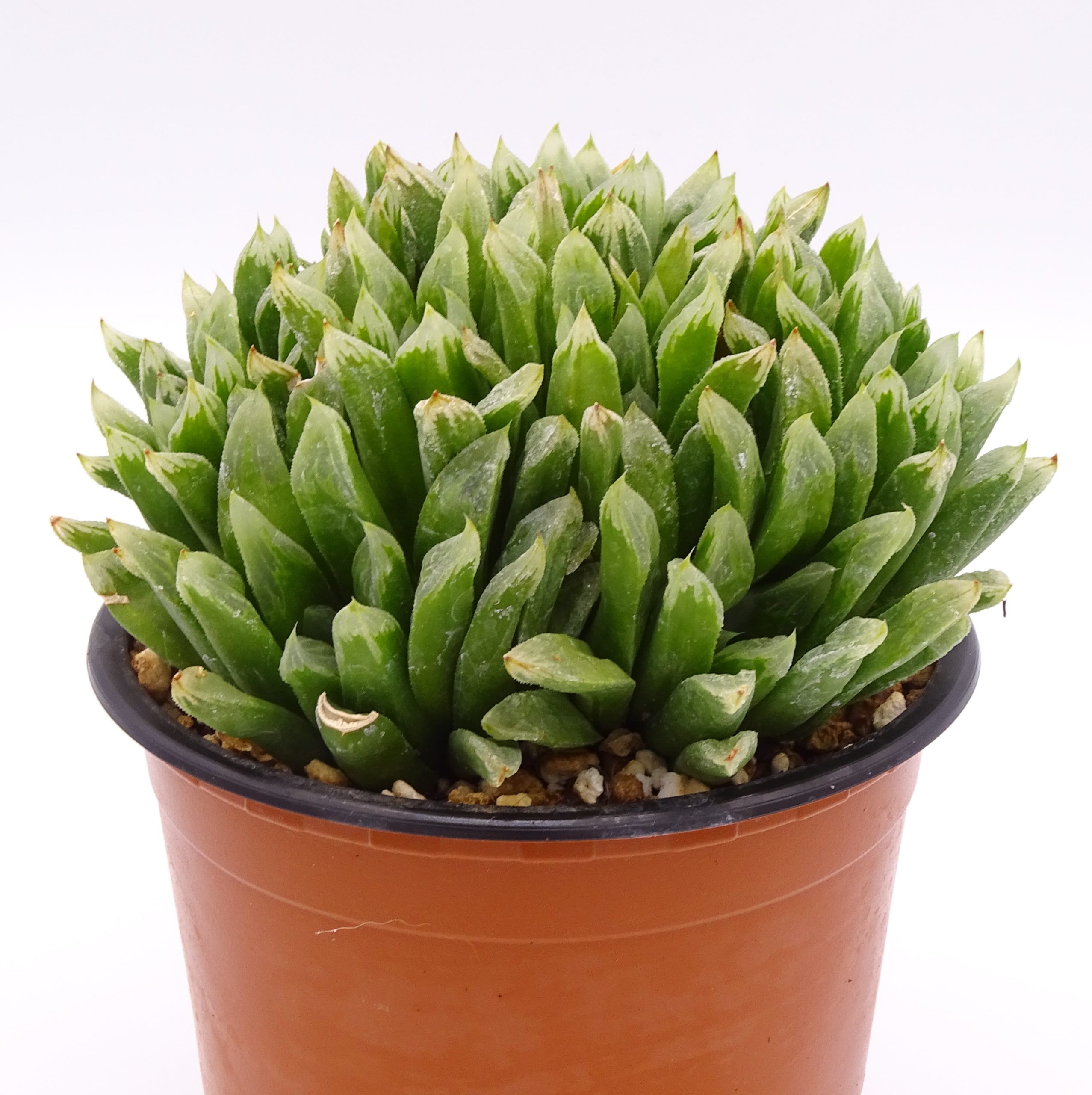 Haworthia 'Harry johnson'