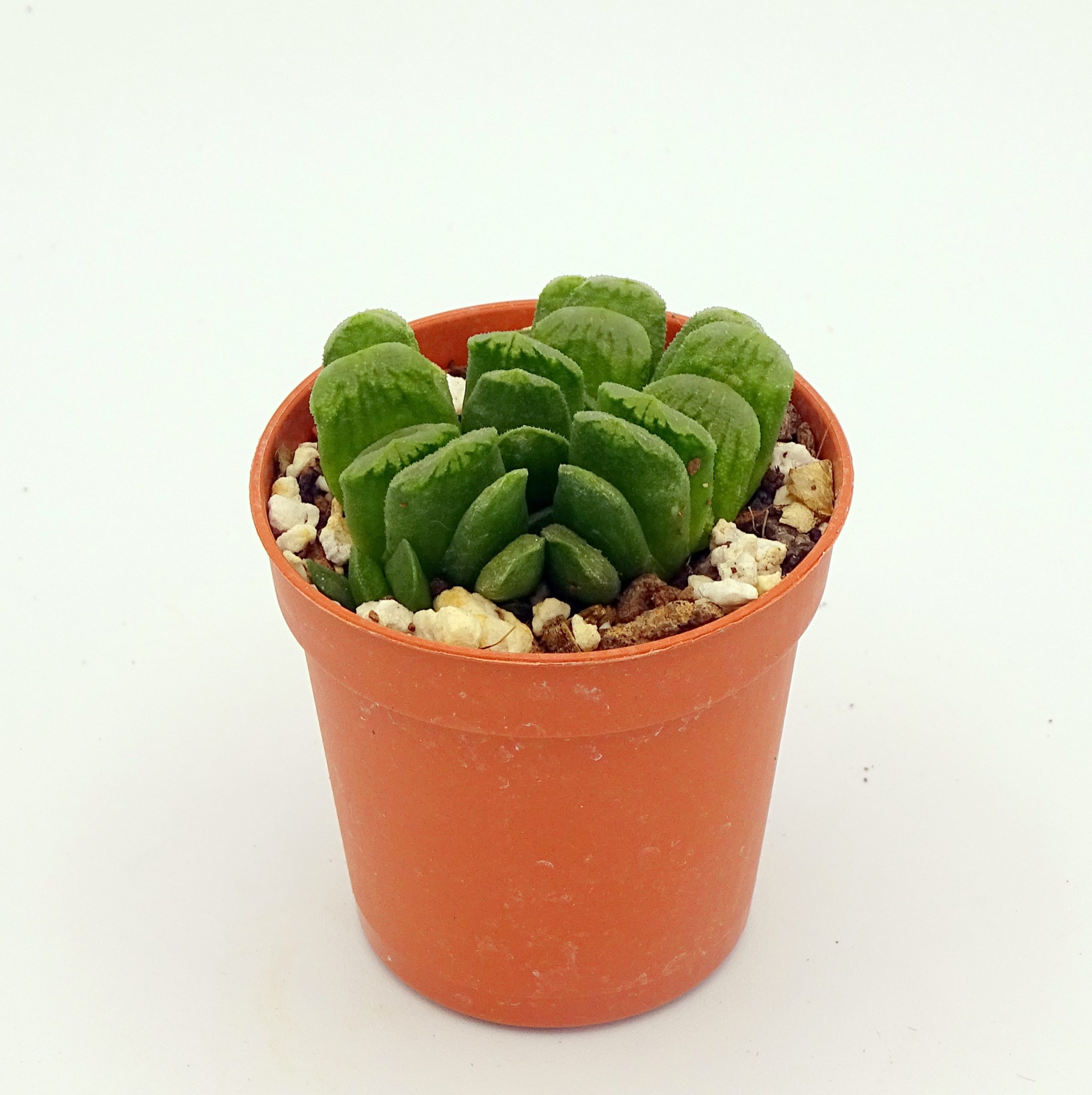 Haworthia truncata 'Lime Green' – Image 4