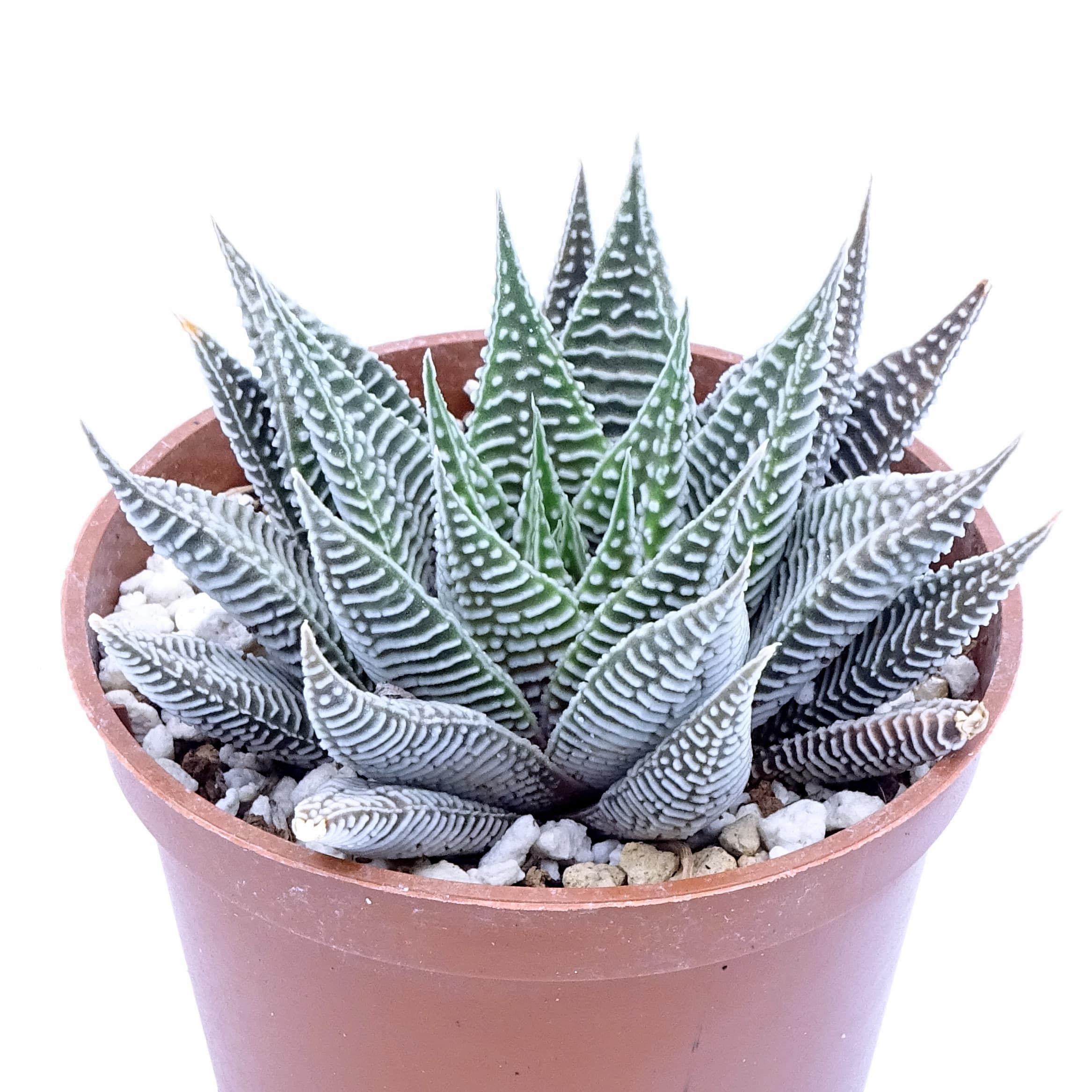 Haworthia limifolia var. striata