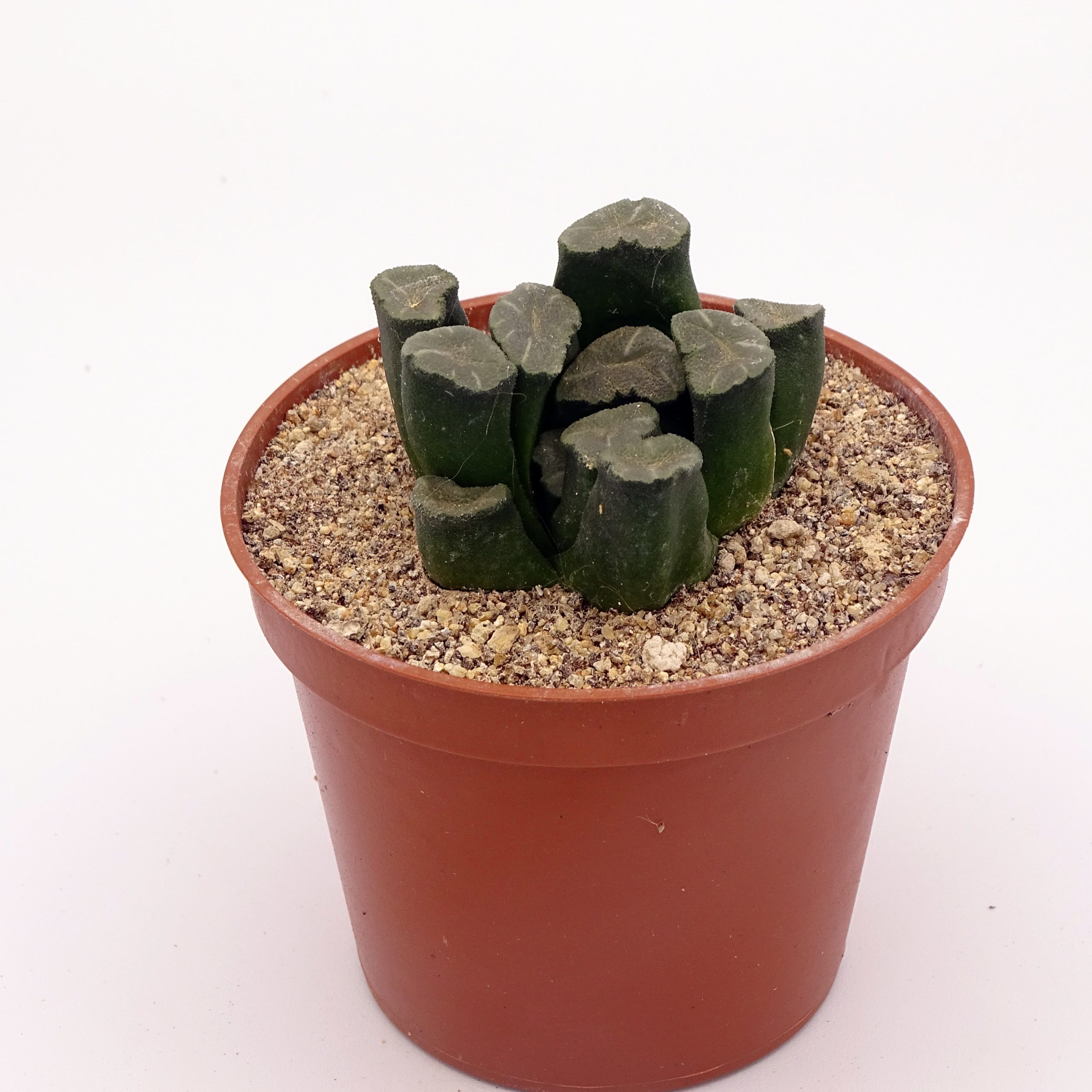 Haworthia maughanii – Image 2