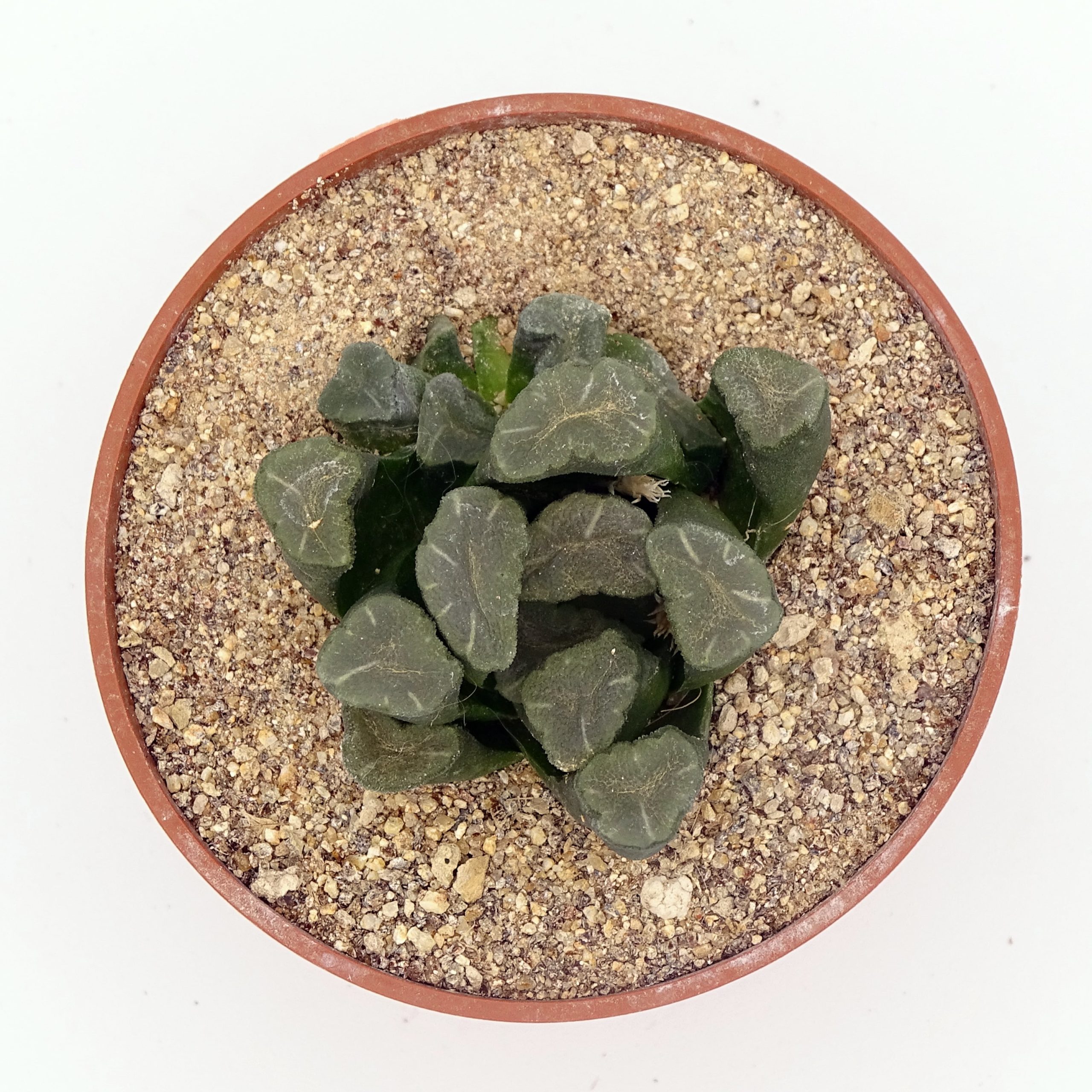 Haworthia maughanii
