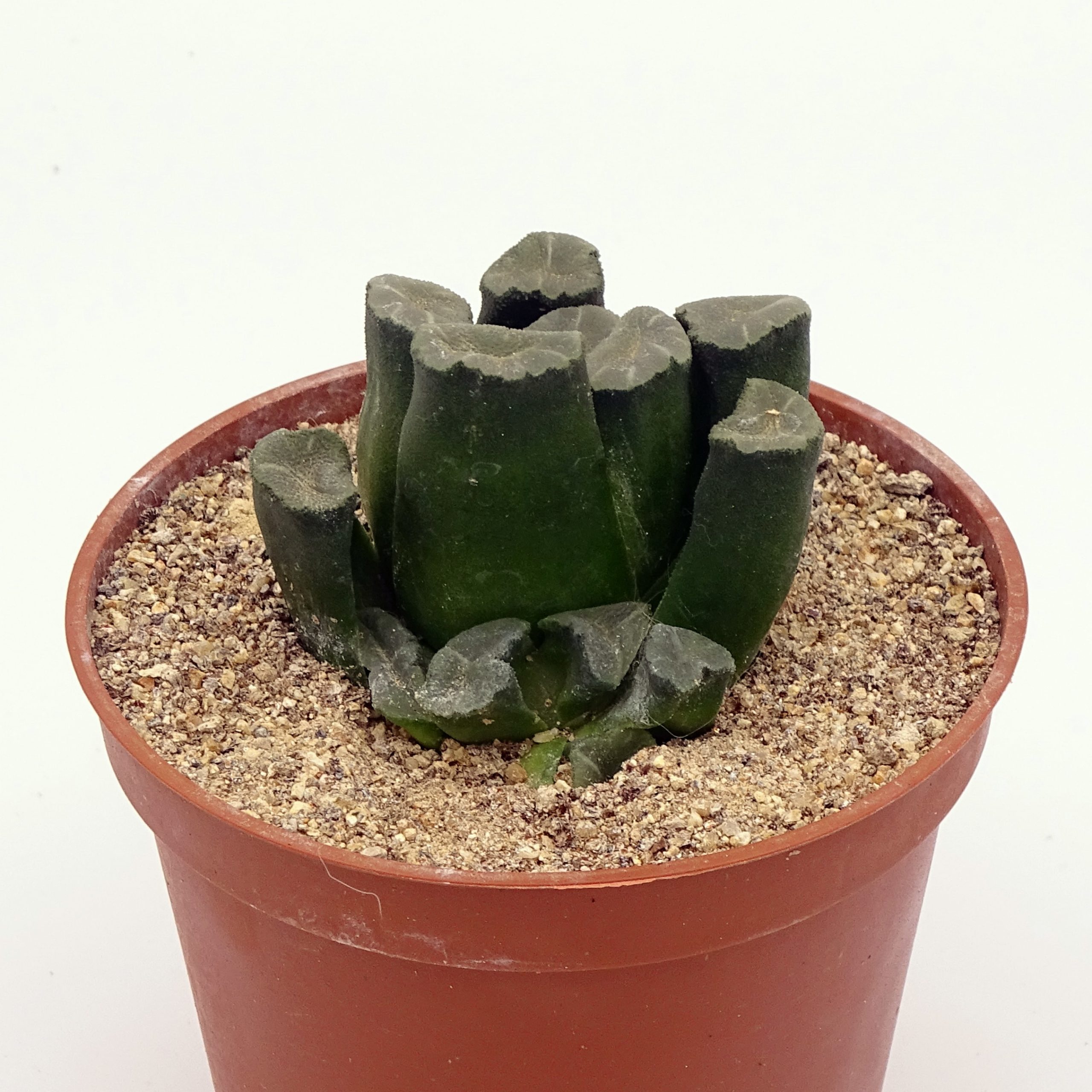 Haworthia maughanii – Image 3