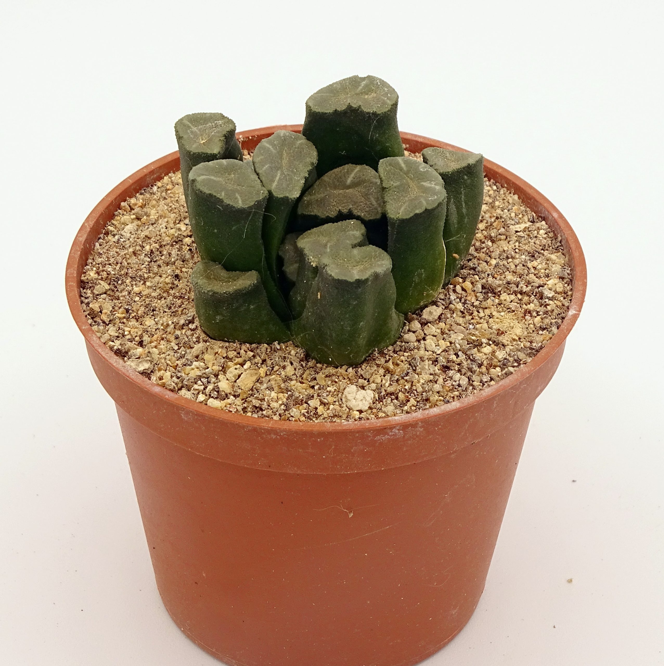 Haworthia maughanii – Image 4