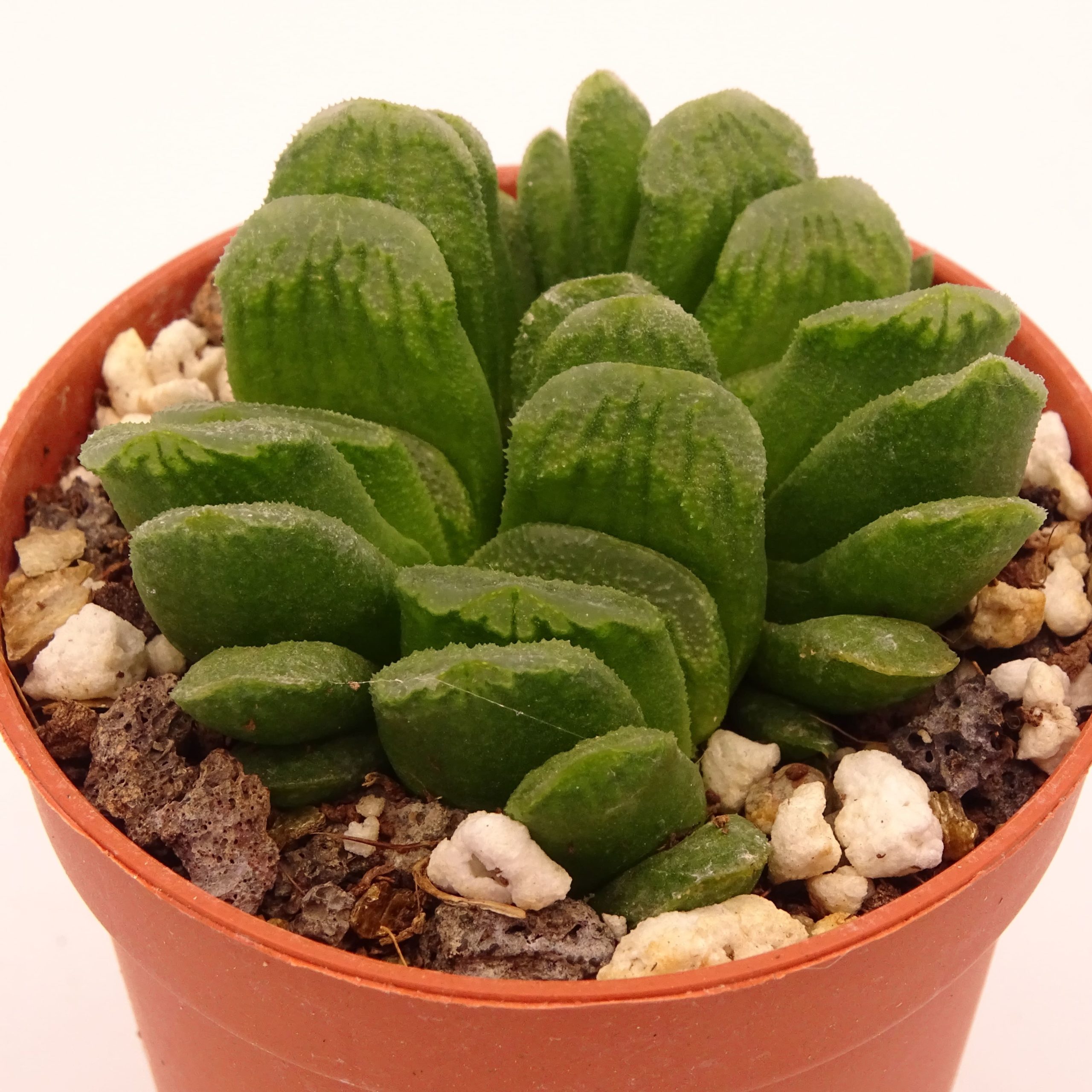 Haworthia truncata 'Lime Green' – Image 3