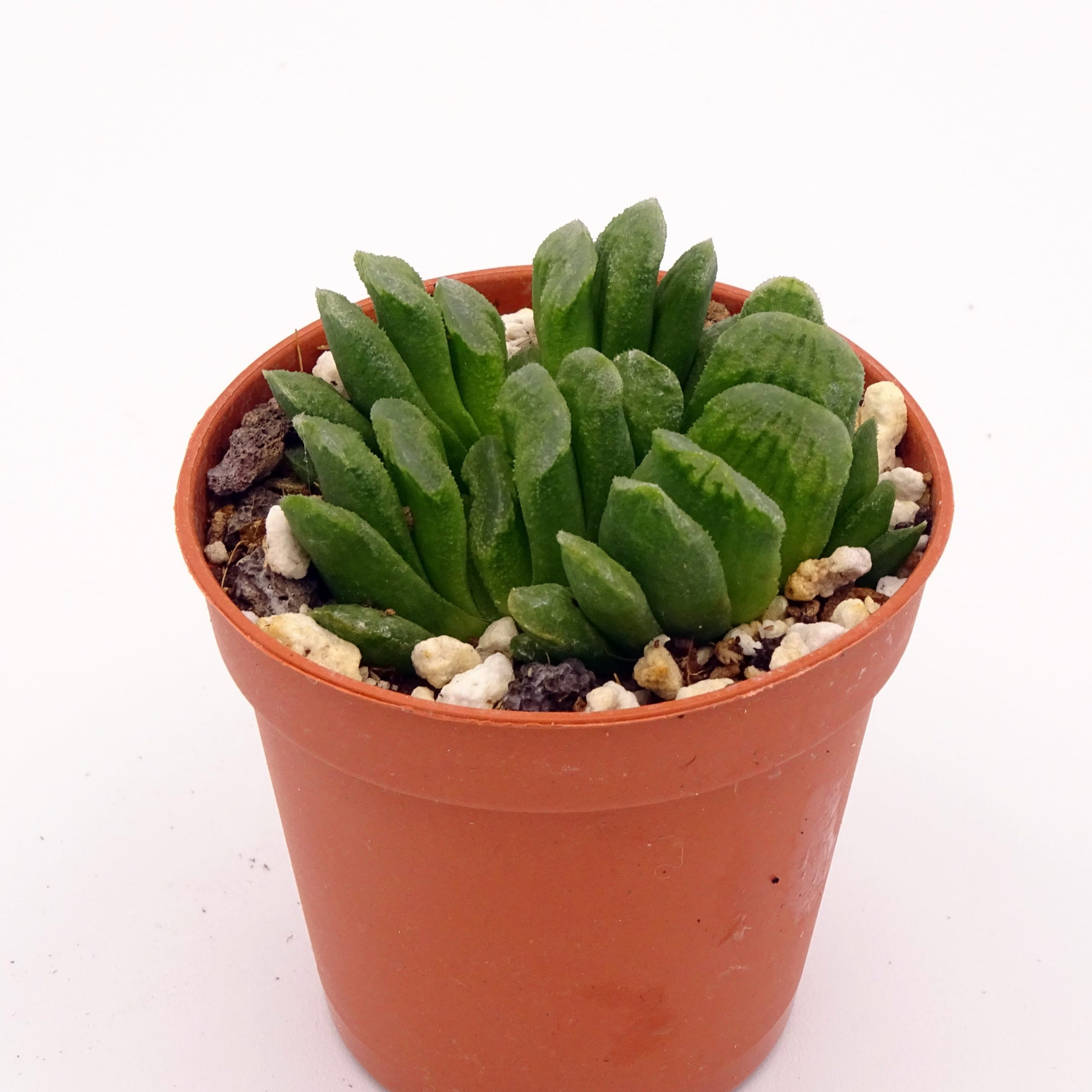 Haworthia truncata 'Lime Green'