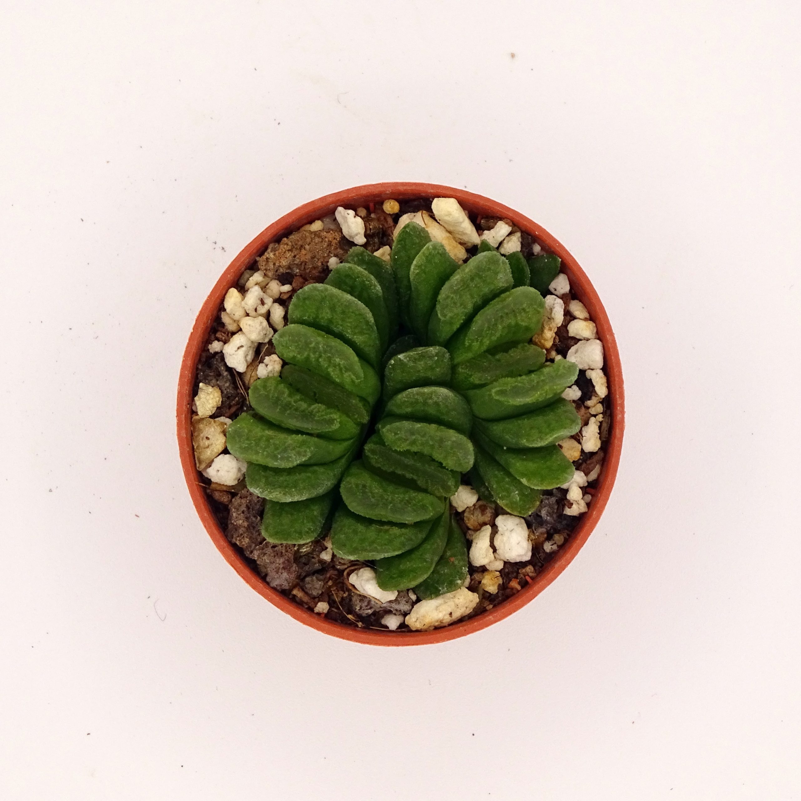 Haworthia truncata 'Lime Green' – Image 2