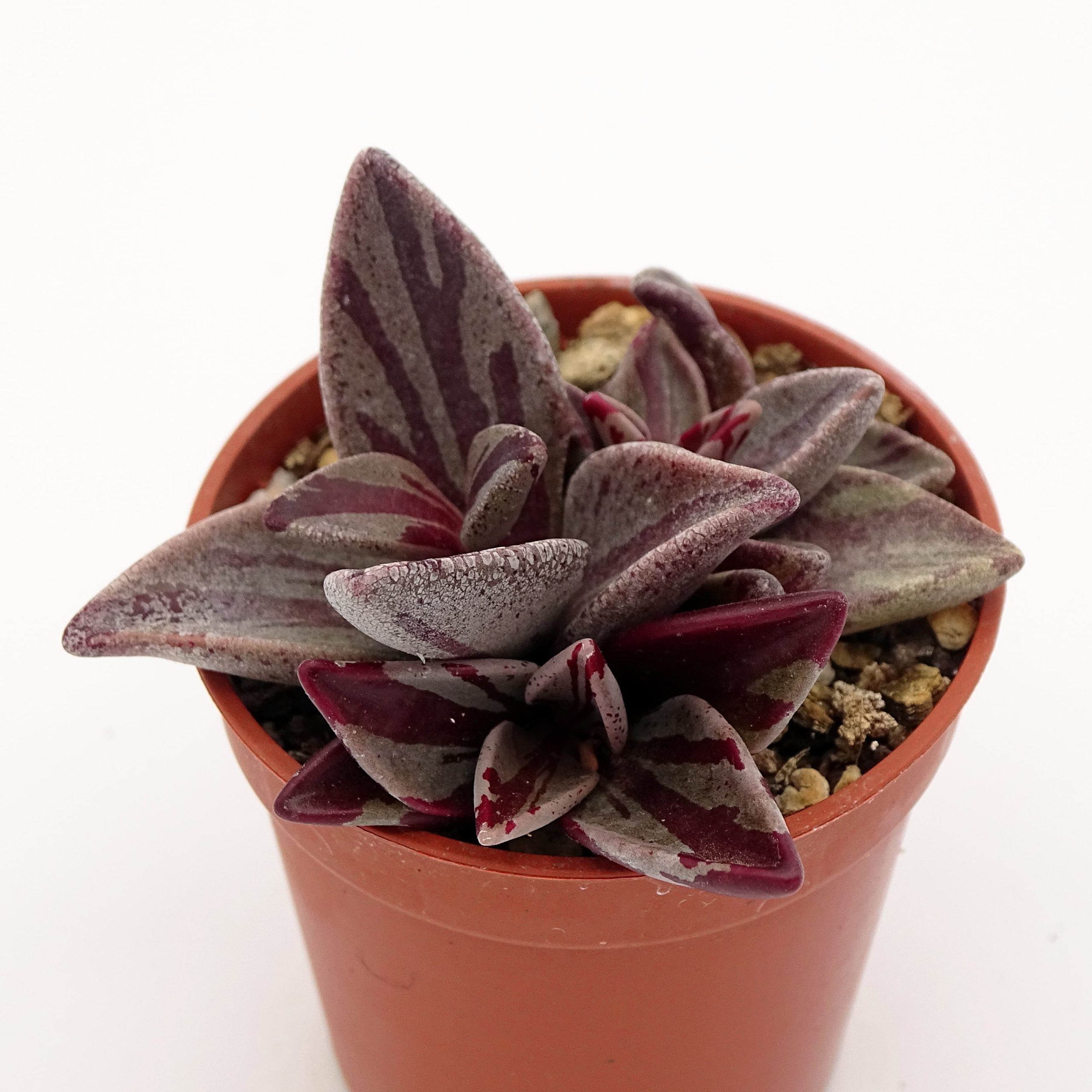 Lenophyllum guttatum f. 'Red' variegata (n°1)
