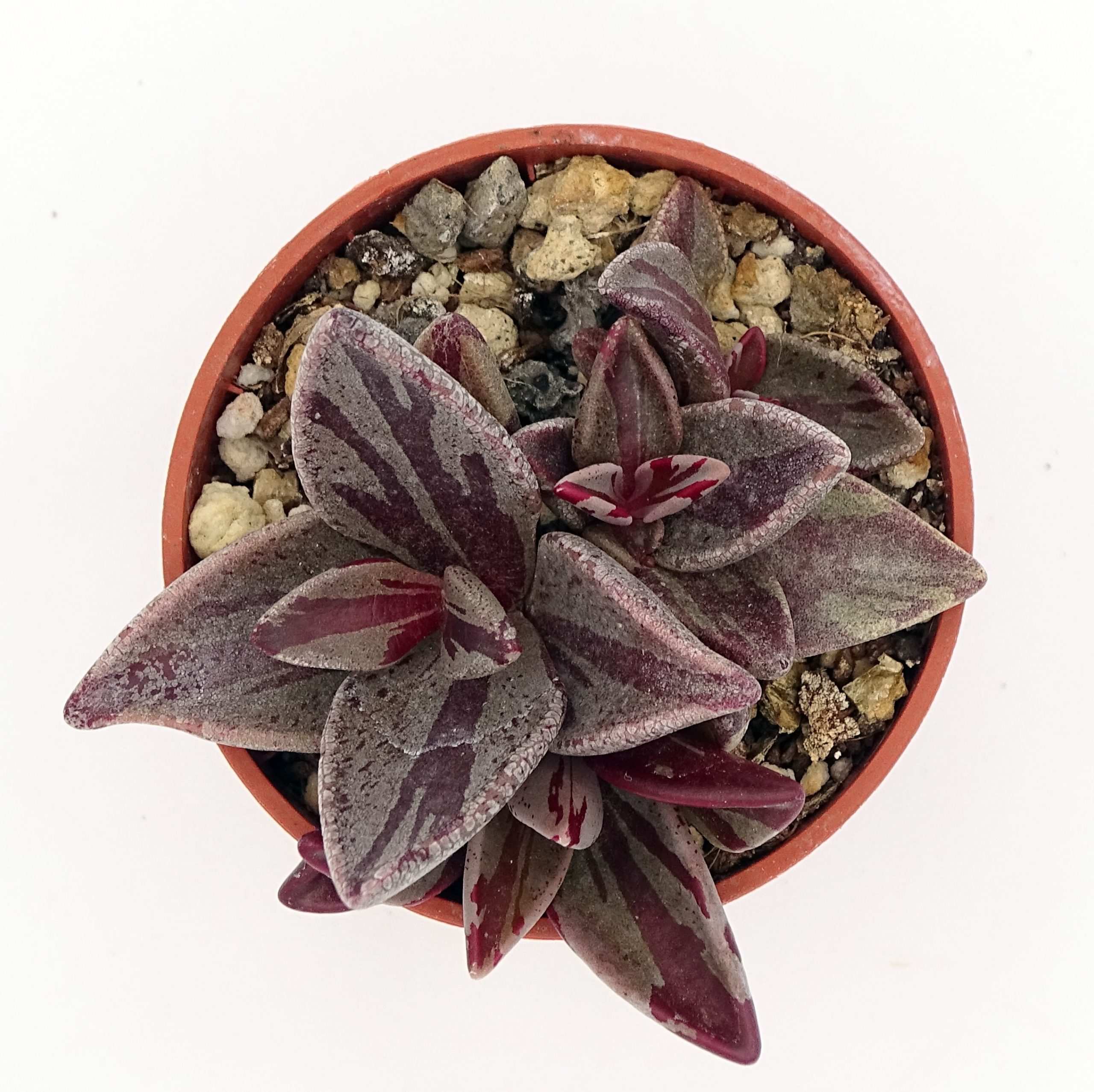 Lenophyllum guttatum f. 'Red' variegata (n°1) – Image 2