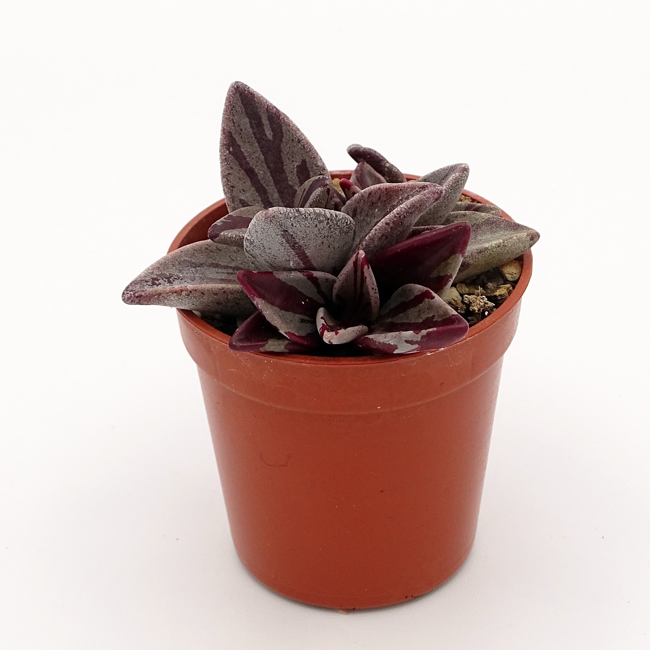 Lenophyllum guttatum f. 'Red' variegata (n°1) – Image 4