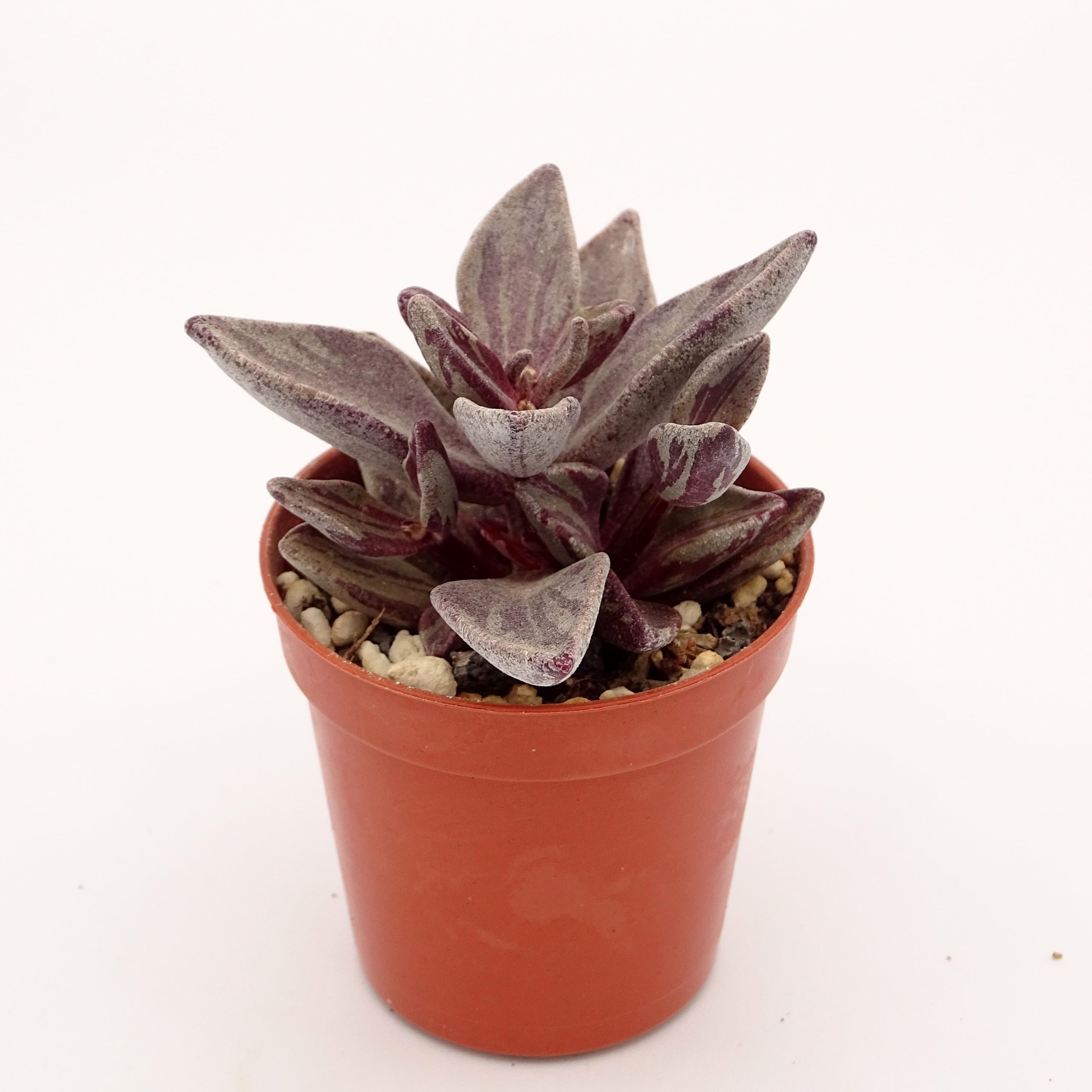 Lenophyllum guttatum f. 'Red' variegata (n°2)