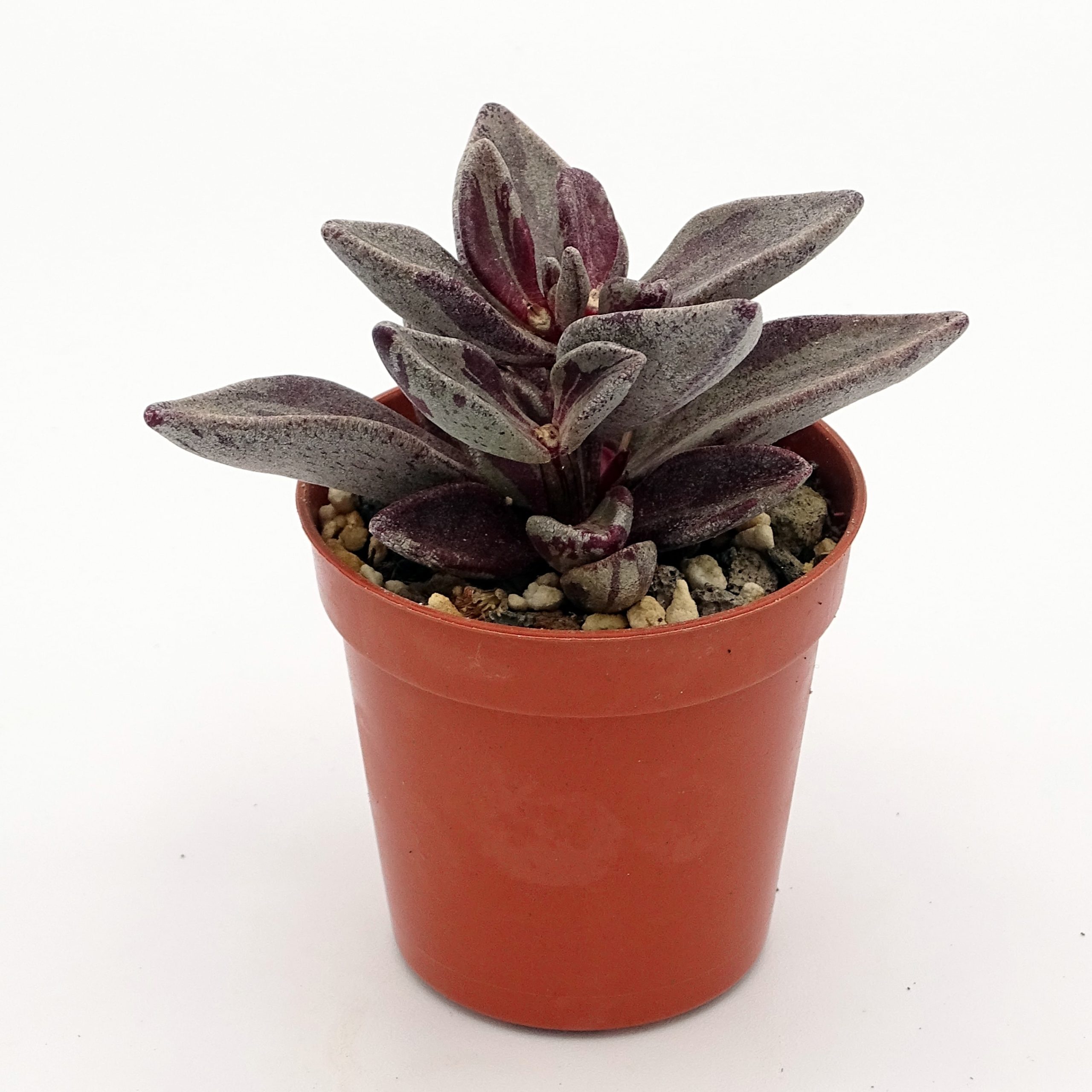 Lenophyllum guttatum f. 'Red' variegata (n°2) – Image 2