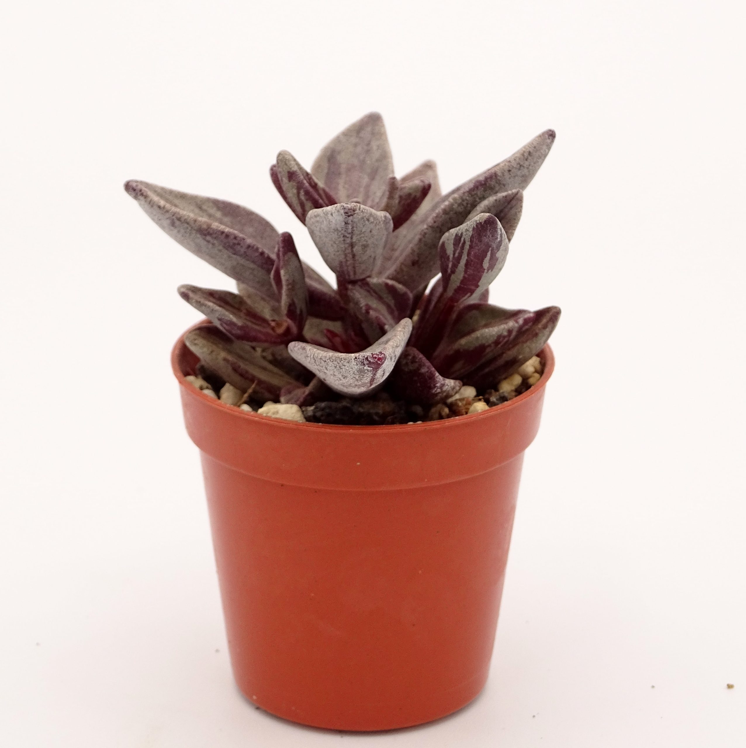 Lenophyllum guttatum f. 'Red' variegata (n°2) – Image 3