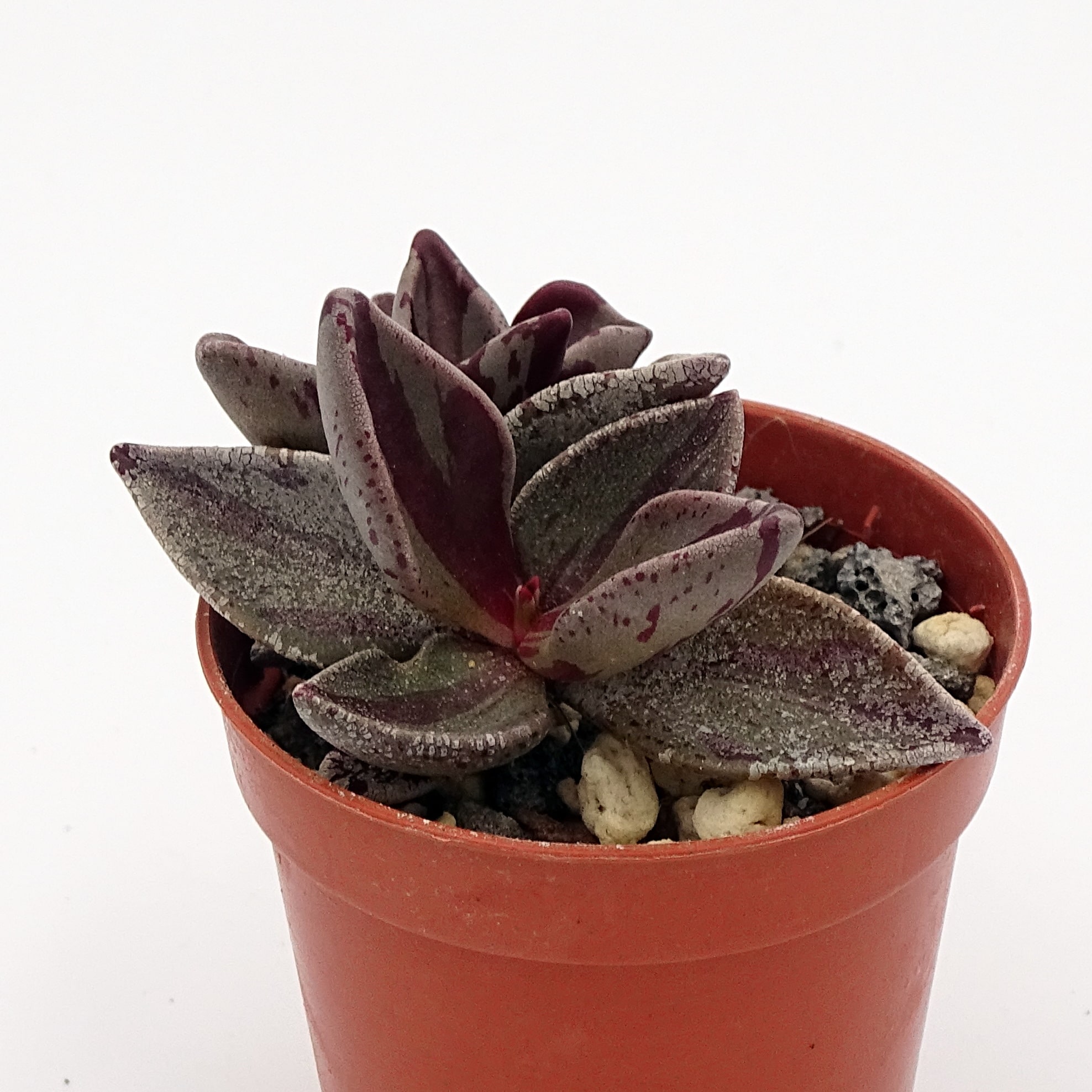 Lenophyllum guttatum f. 'Red' variegata (n°3)