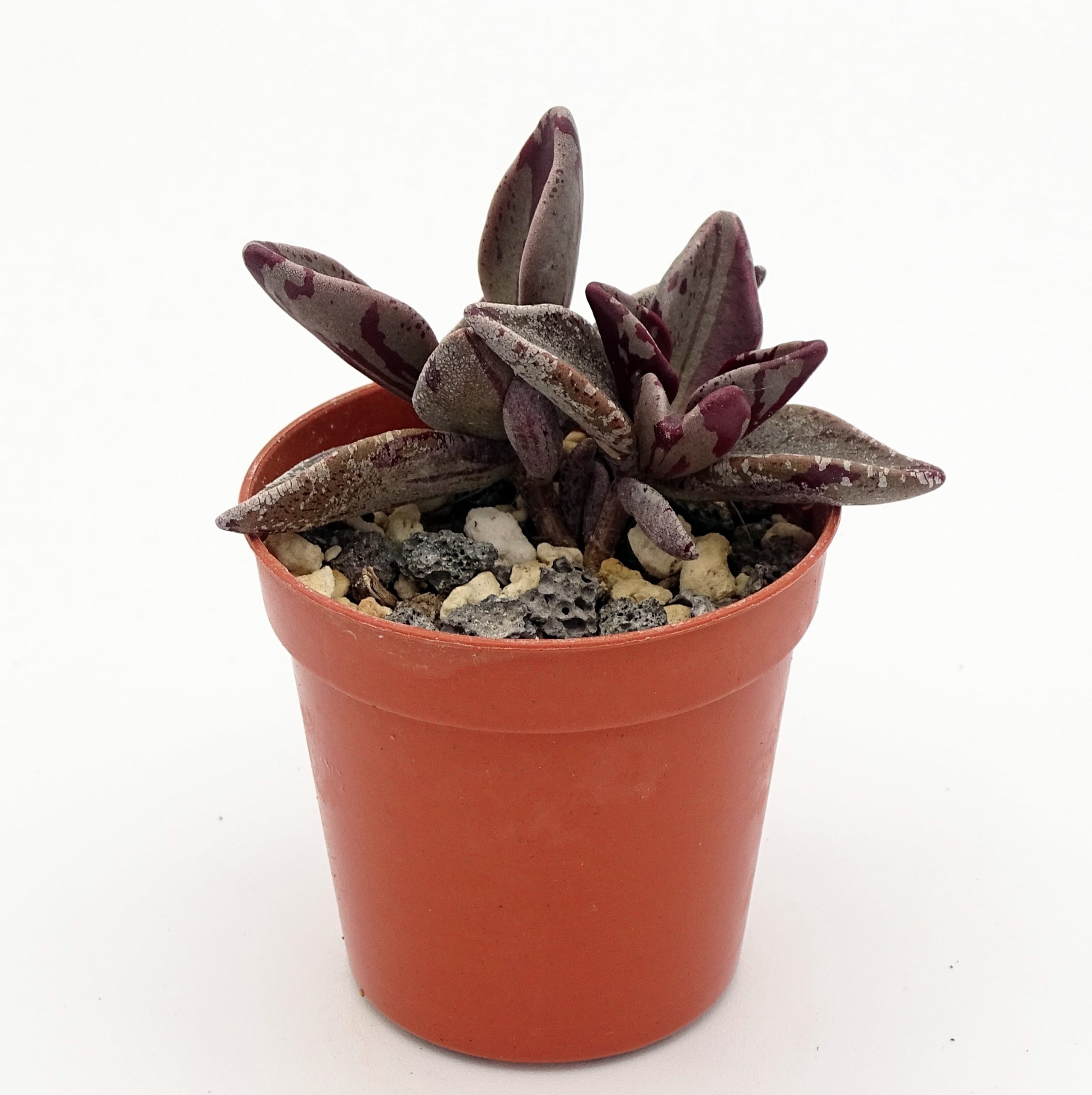 Lenophyllum guttatum f. 'Red' variegata (n°3) – Image 2