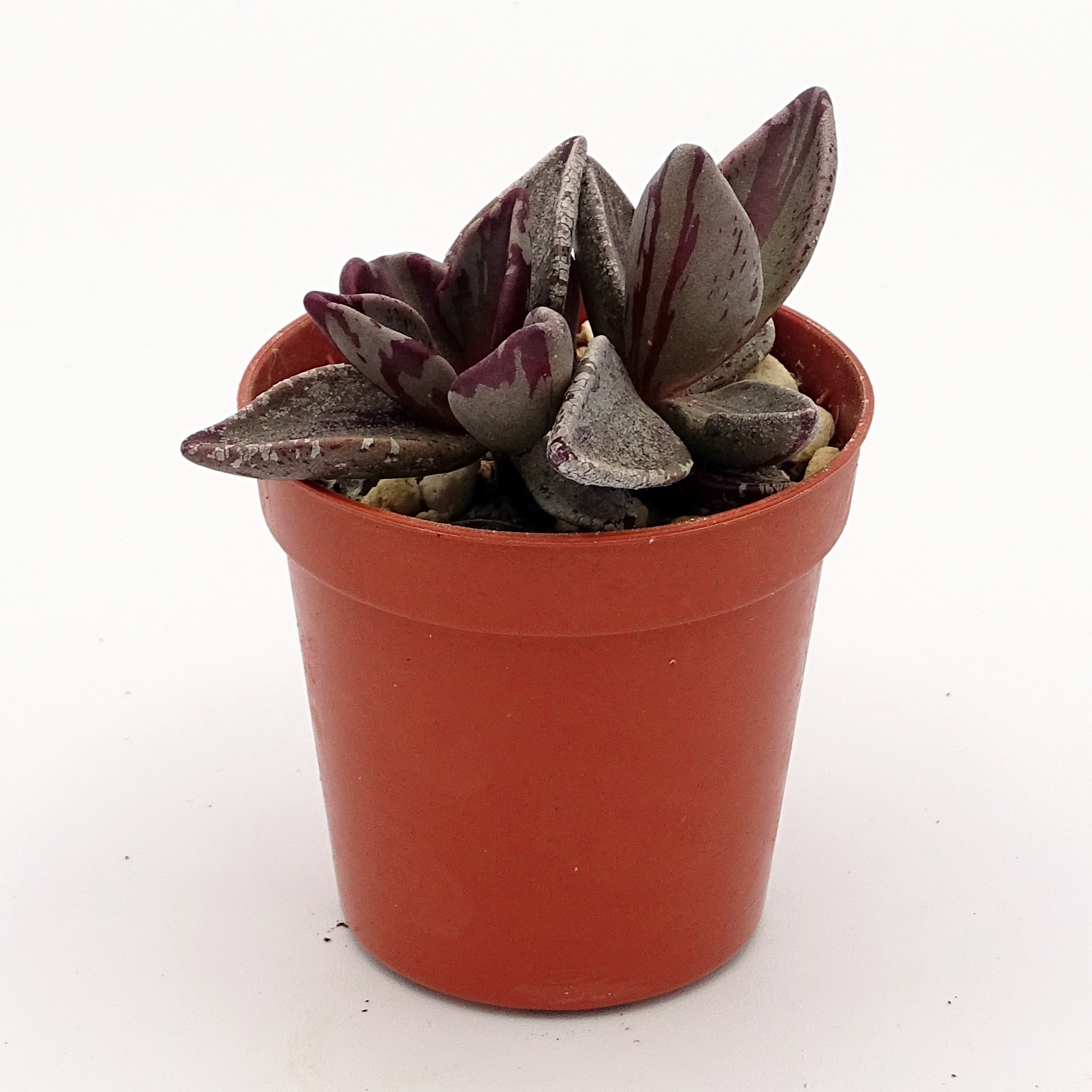 Lenophyllum guttatum f. 'Red' variegata (n°3) – Image 3