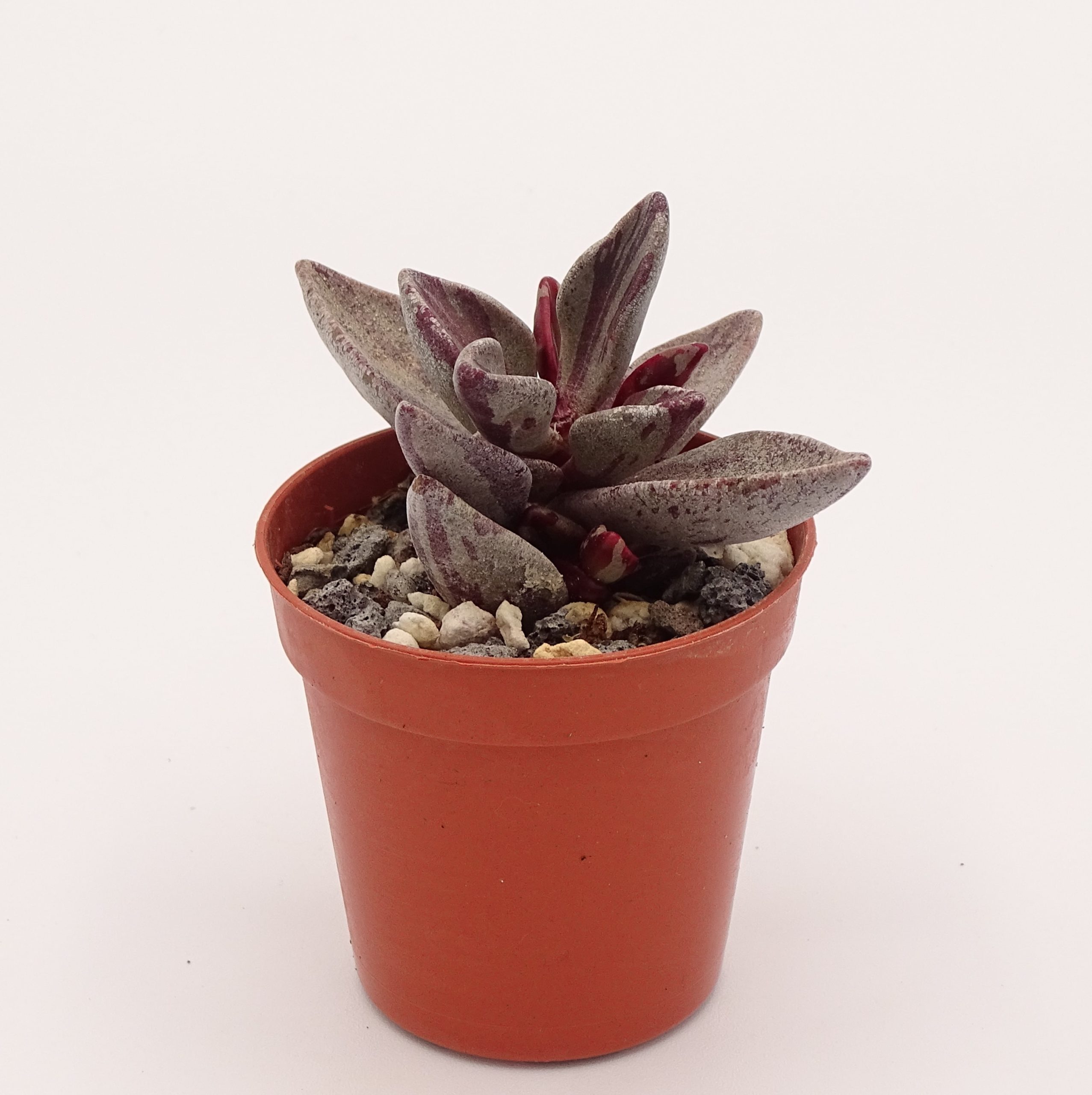 Lenophyllum guttatum f. 'Red' variegata (n°4) – Image 2