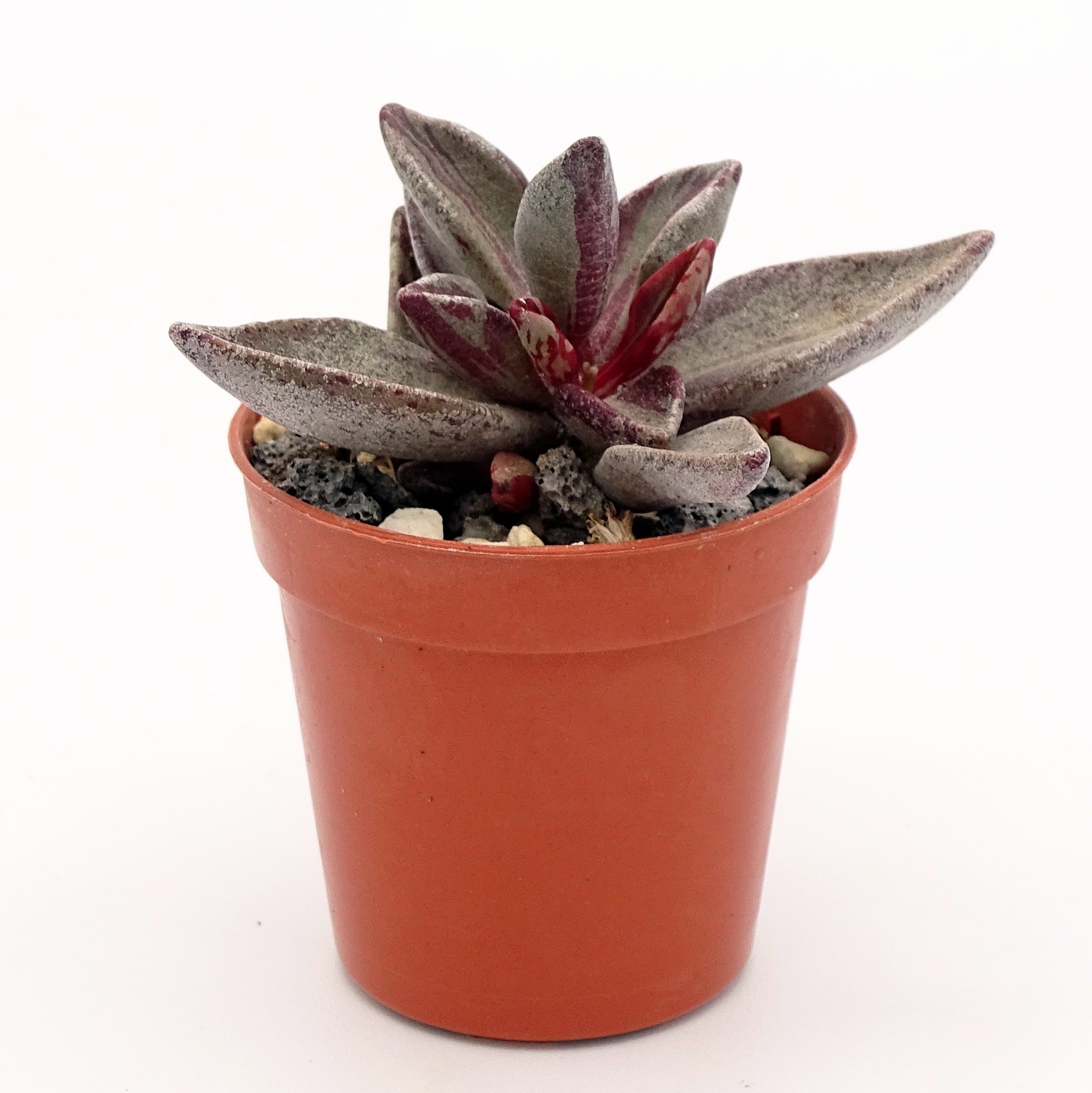 Lenophyllum guttatum f. 'Red' variegata (n°4)