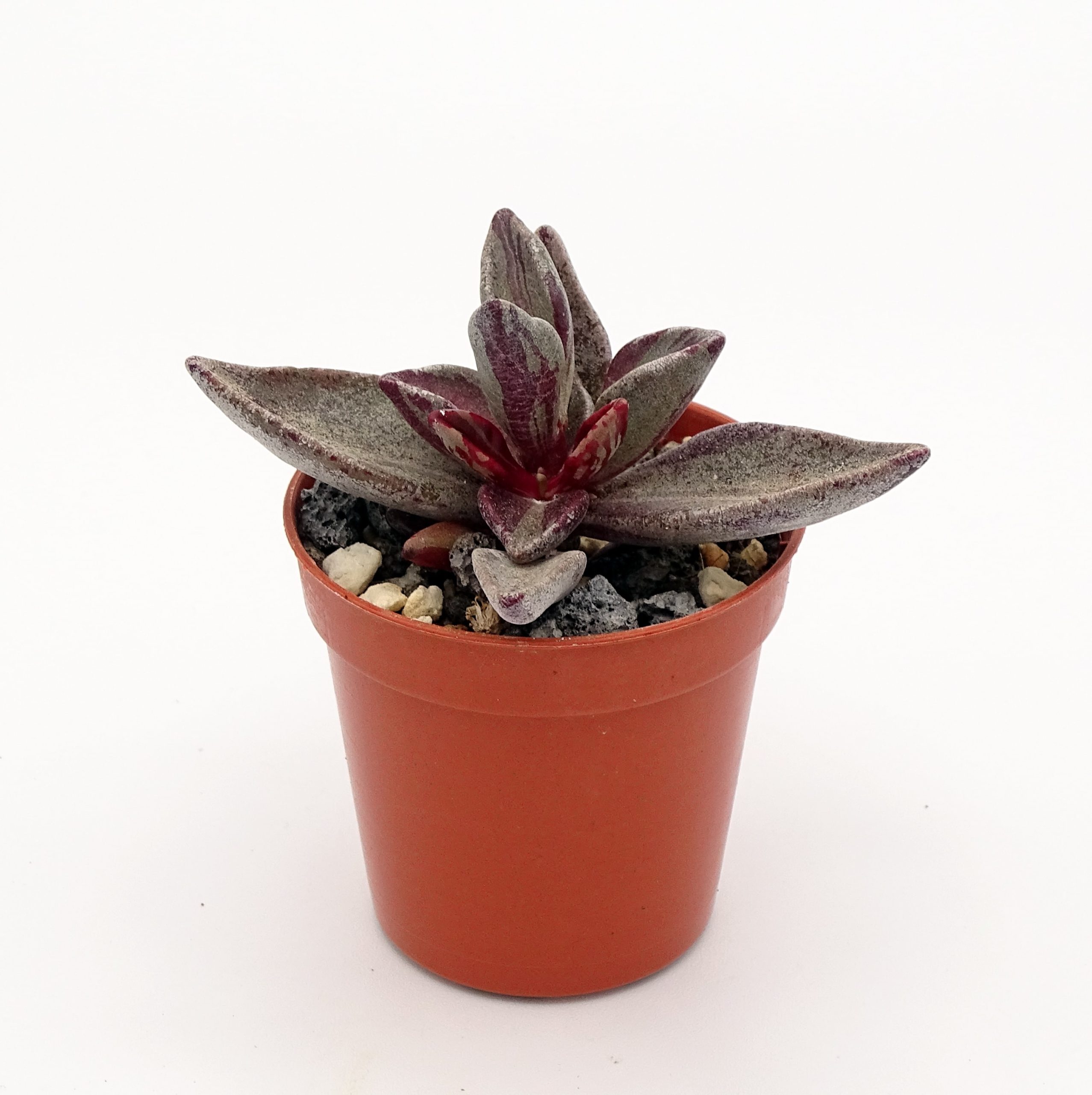 Lenophyllum guttatum f. 'Red' variegata (n°4) – Image 3