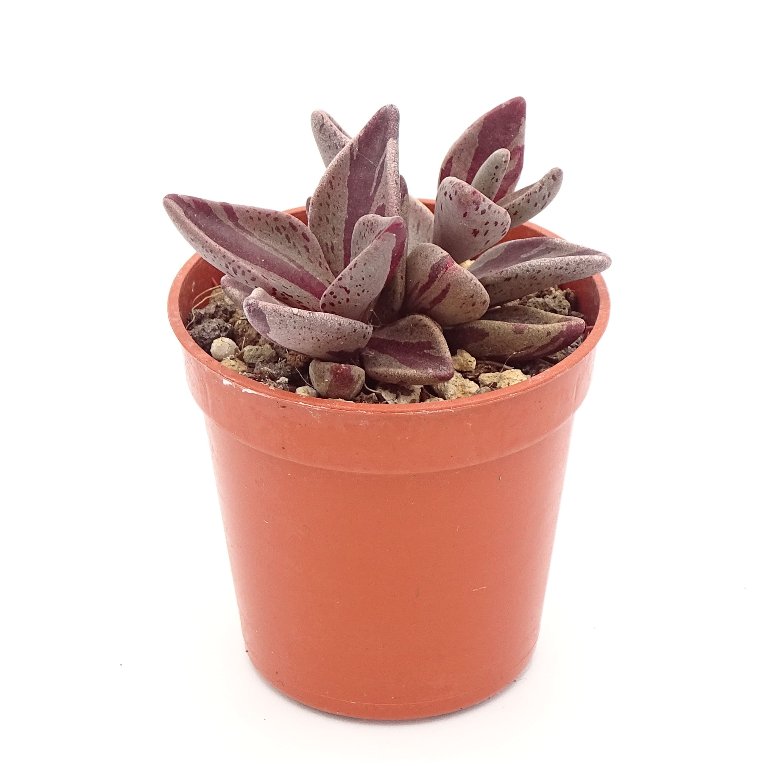 Lenophyllum guttatum f.'Red' variegata (n.5)