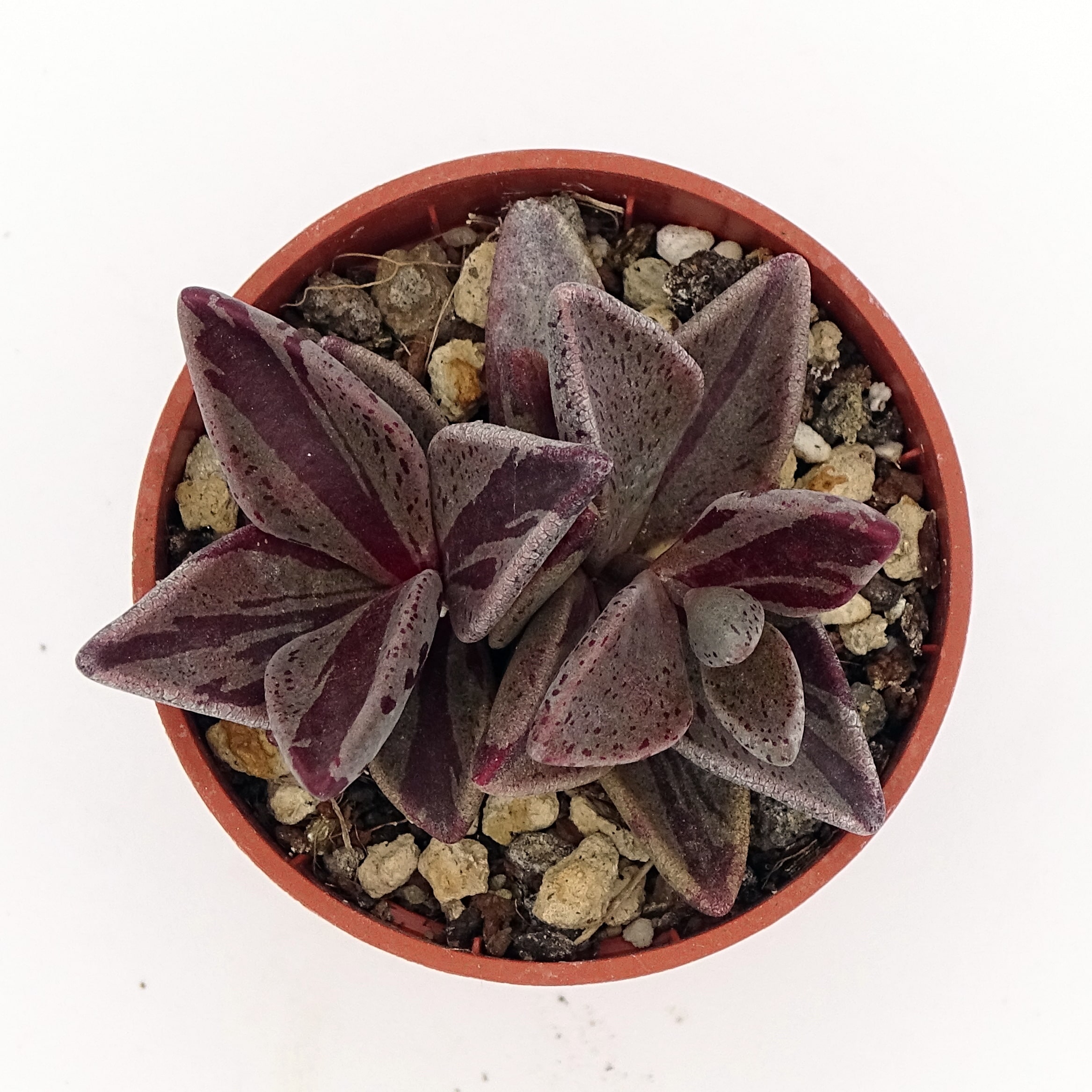 Lenophyllum guttatum f.'Red' variegata (n.5) - Image 2