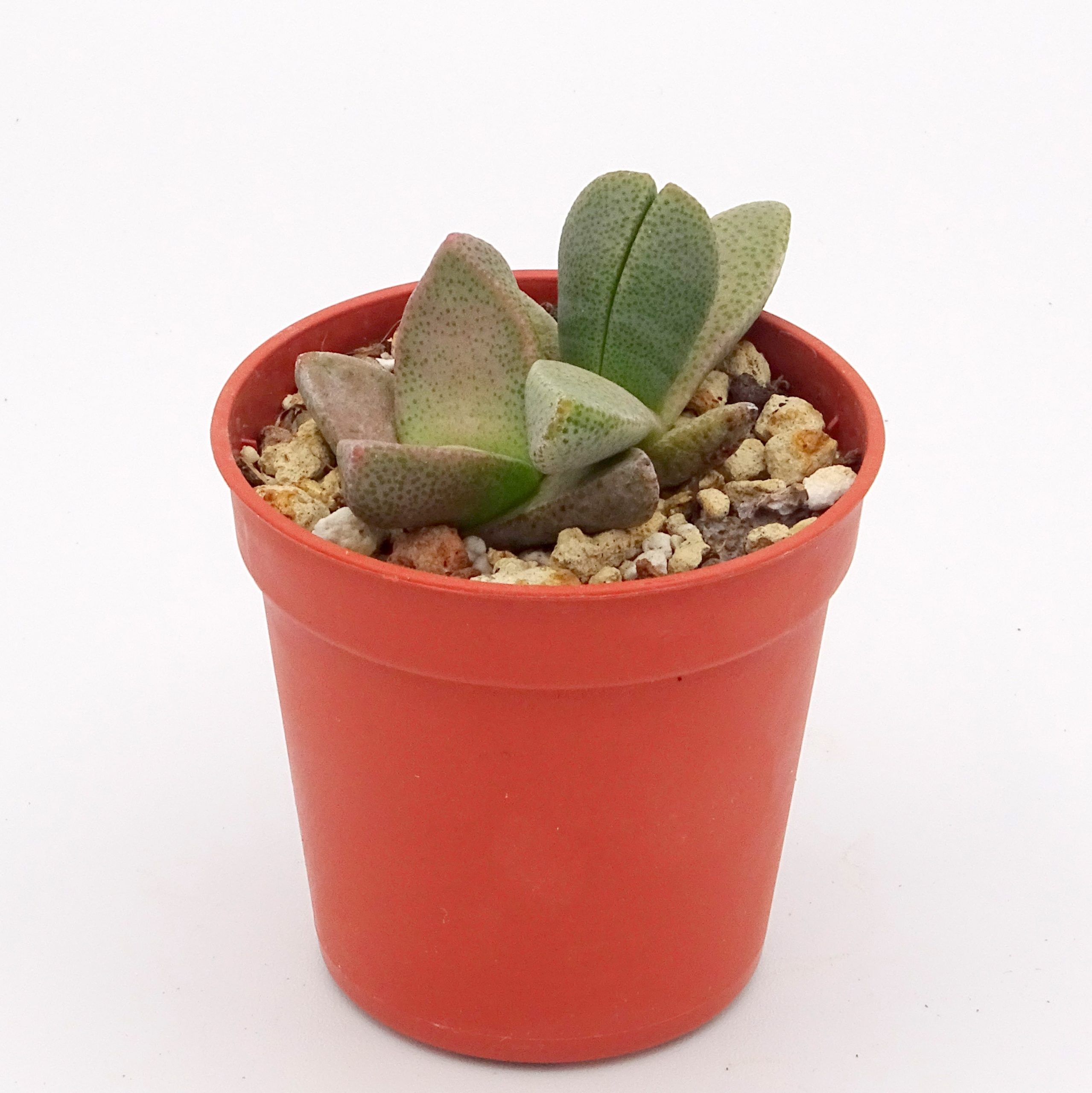 Pleiospilos simulans – Image 3